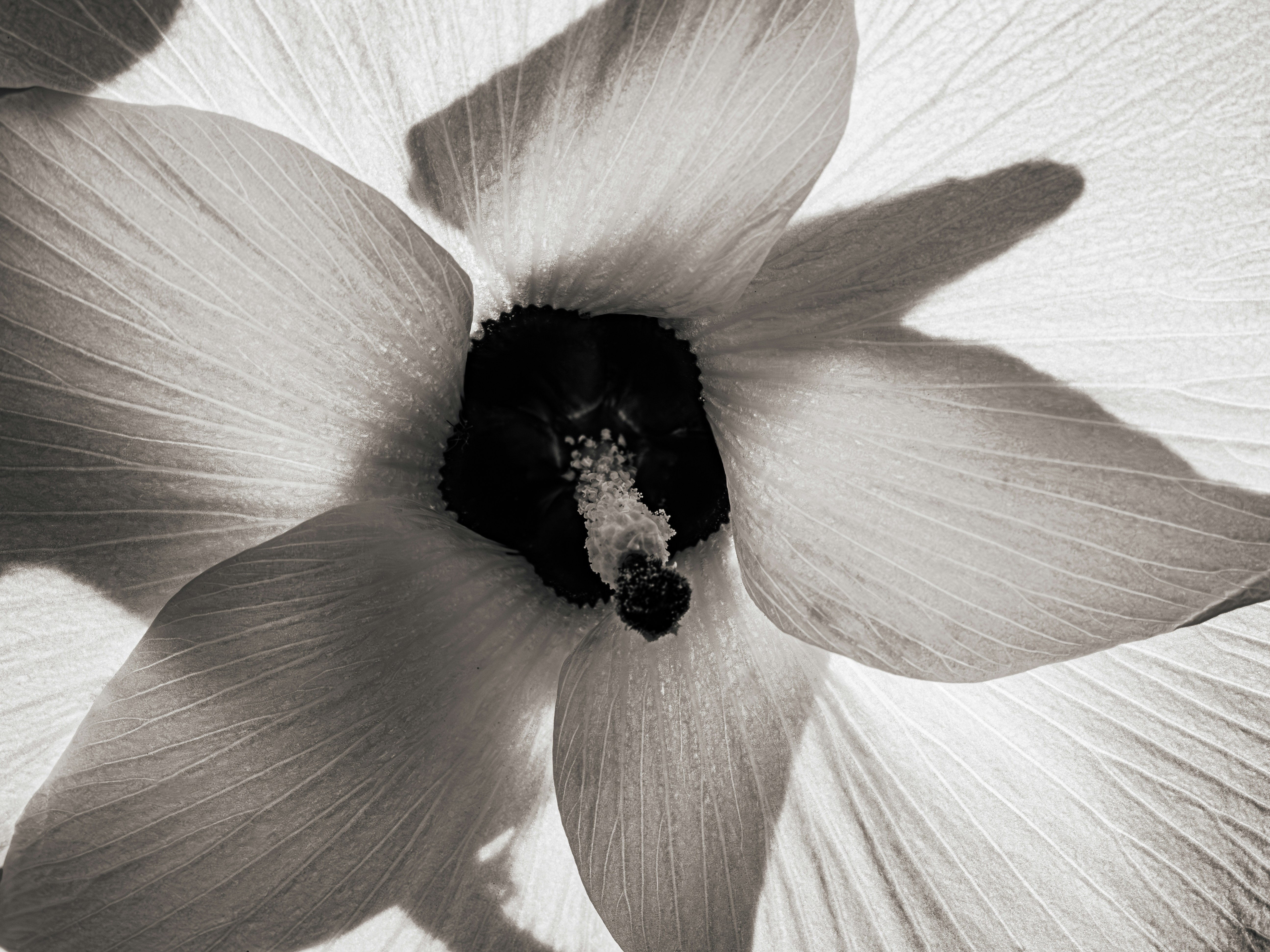 Photo by sschusterphotoart