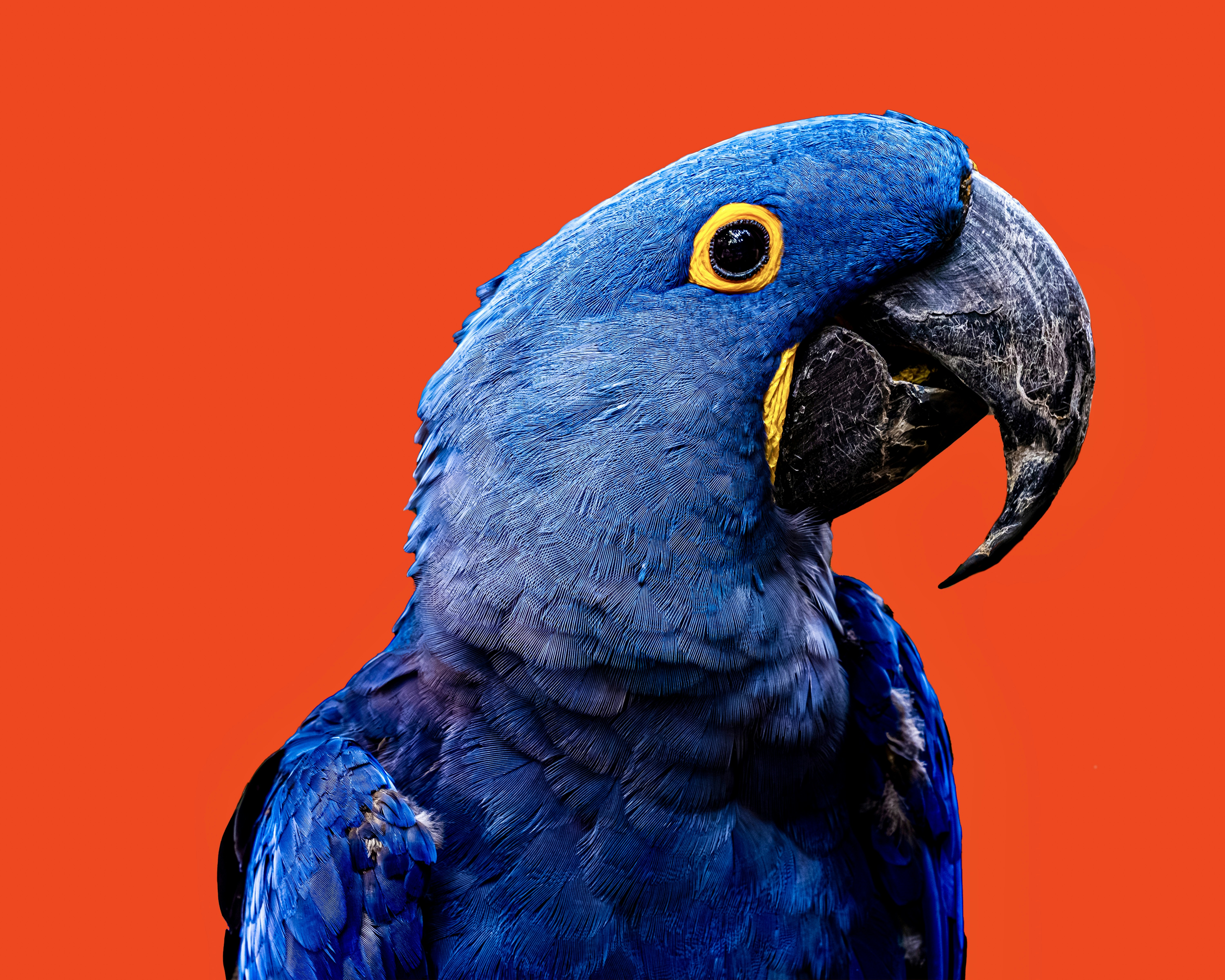 A vibrant blue hyacinth macaw against an orange background