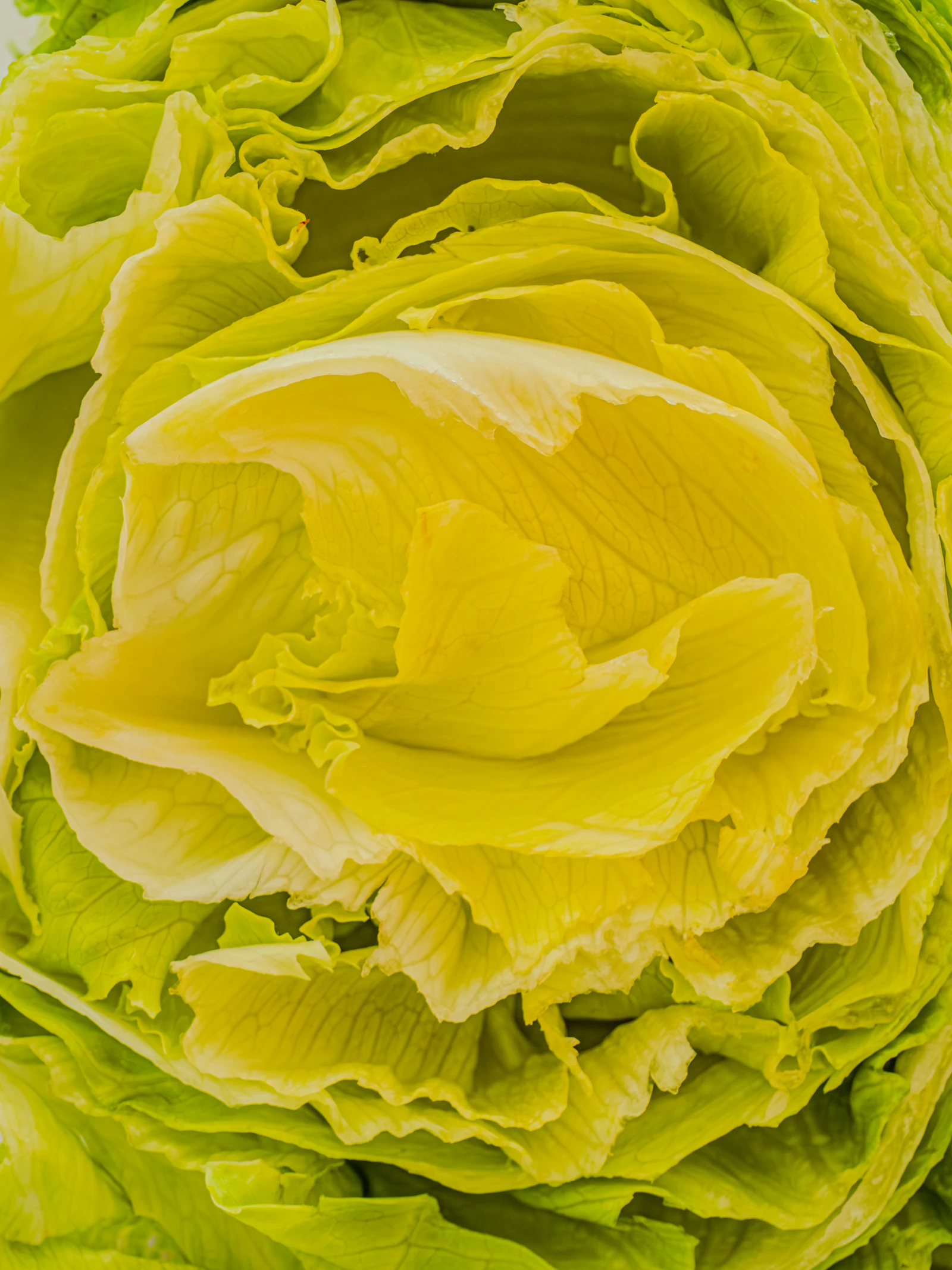 CDC Declares Record Cyclospora Outbreak Over After Nearly 13,000 Illnesses
