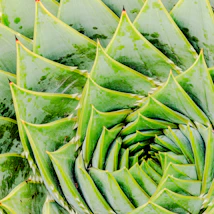 Close-up of a spiral succulent plant