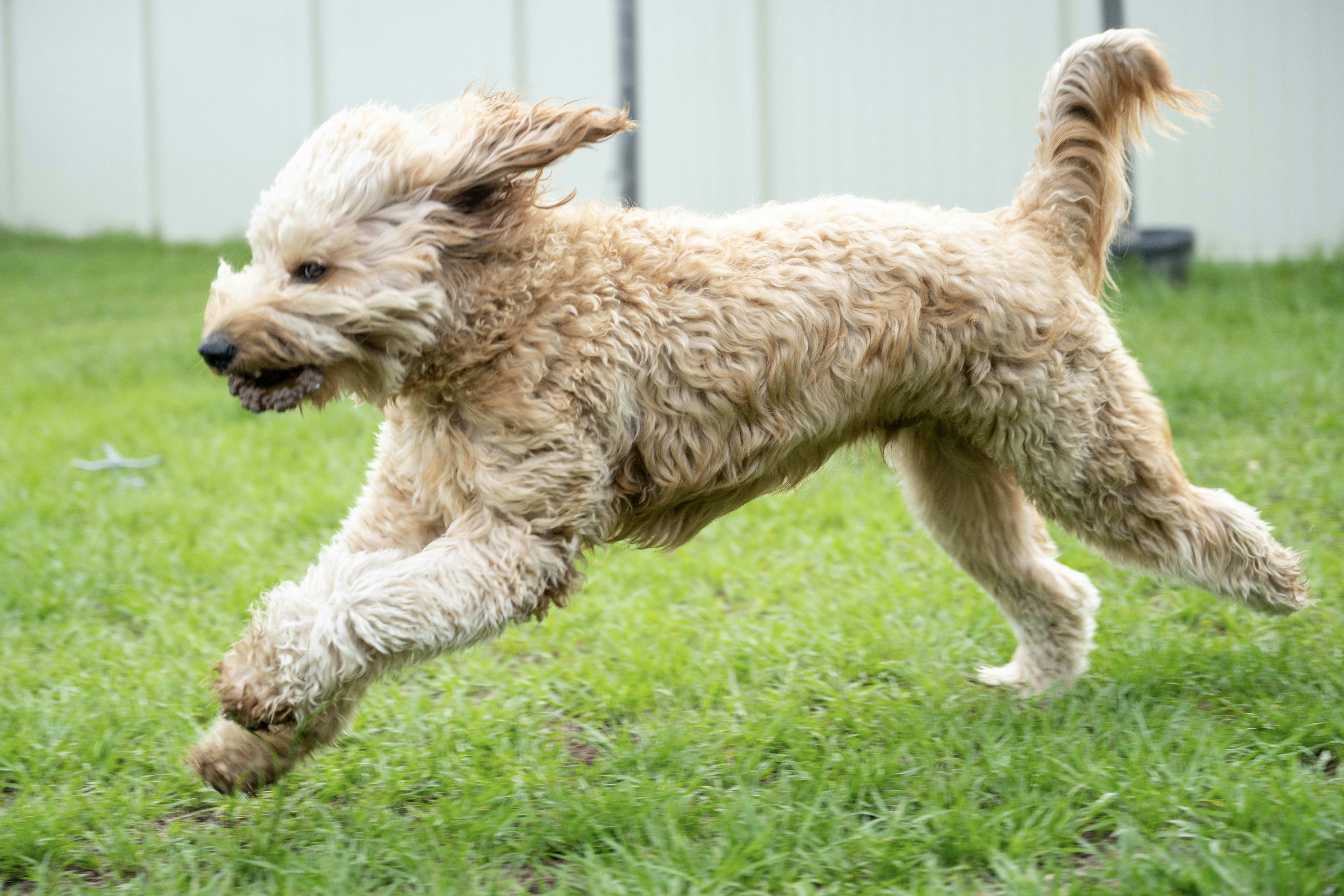 Dog Running Outdoors - Dog Food Omega 3 And 6