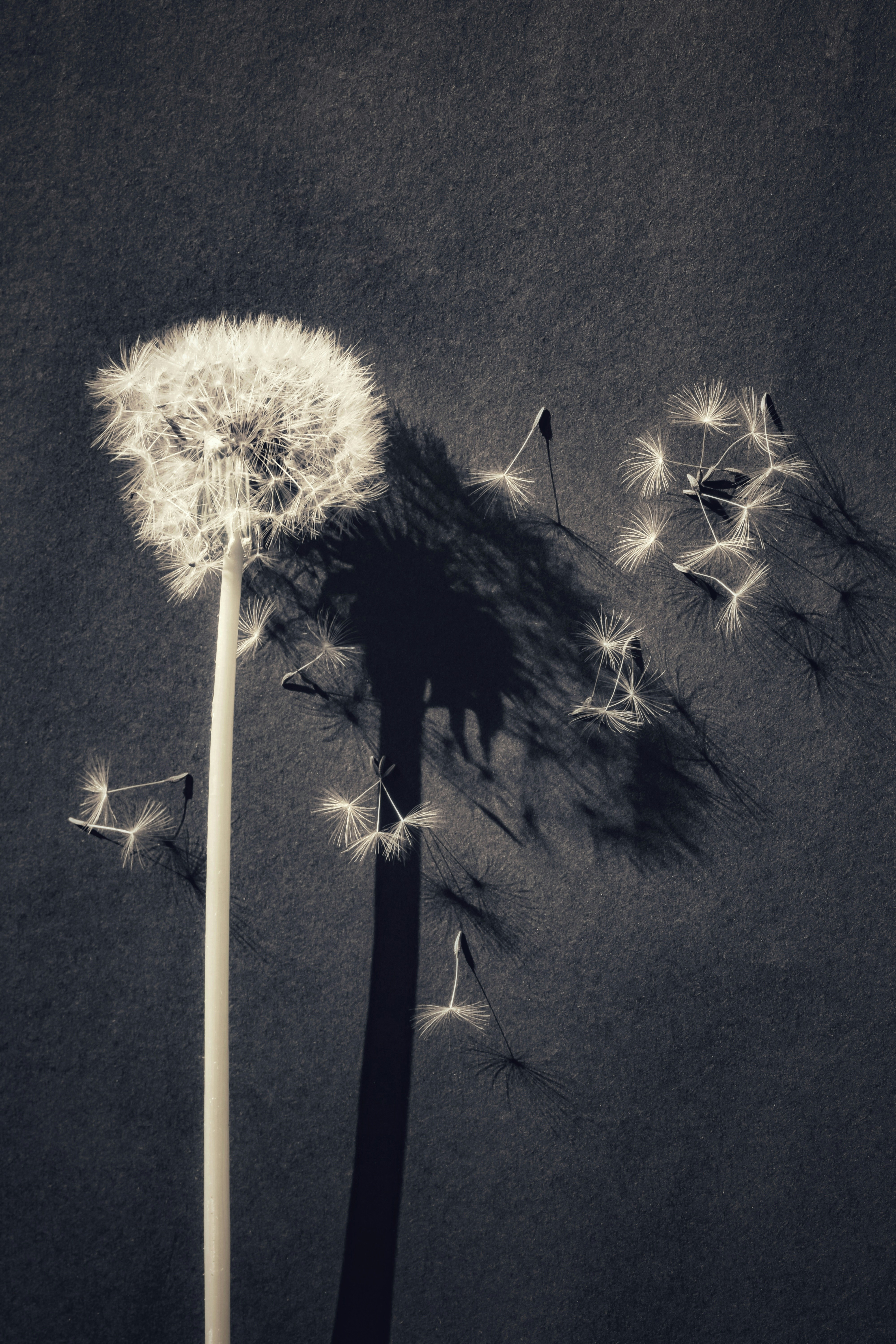 Photo by sschusterphotoart