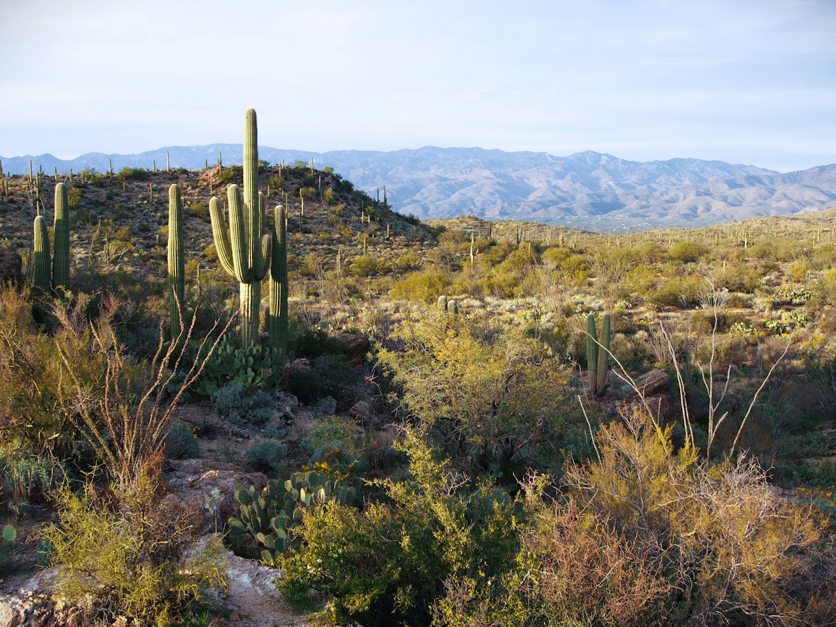 Southwestern desert landscape