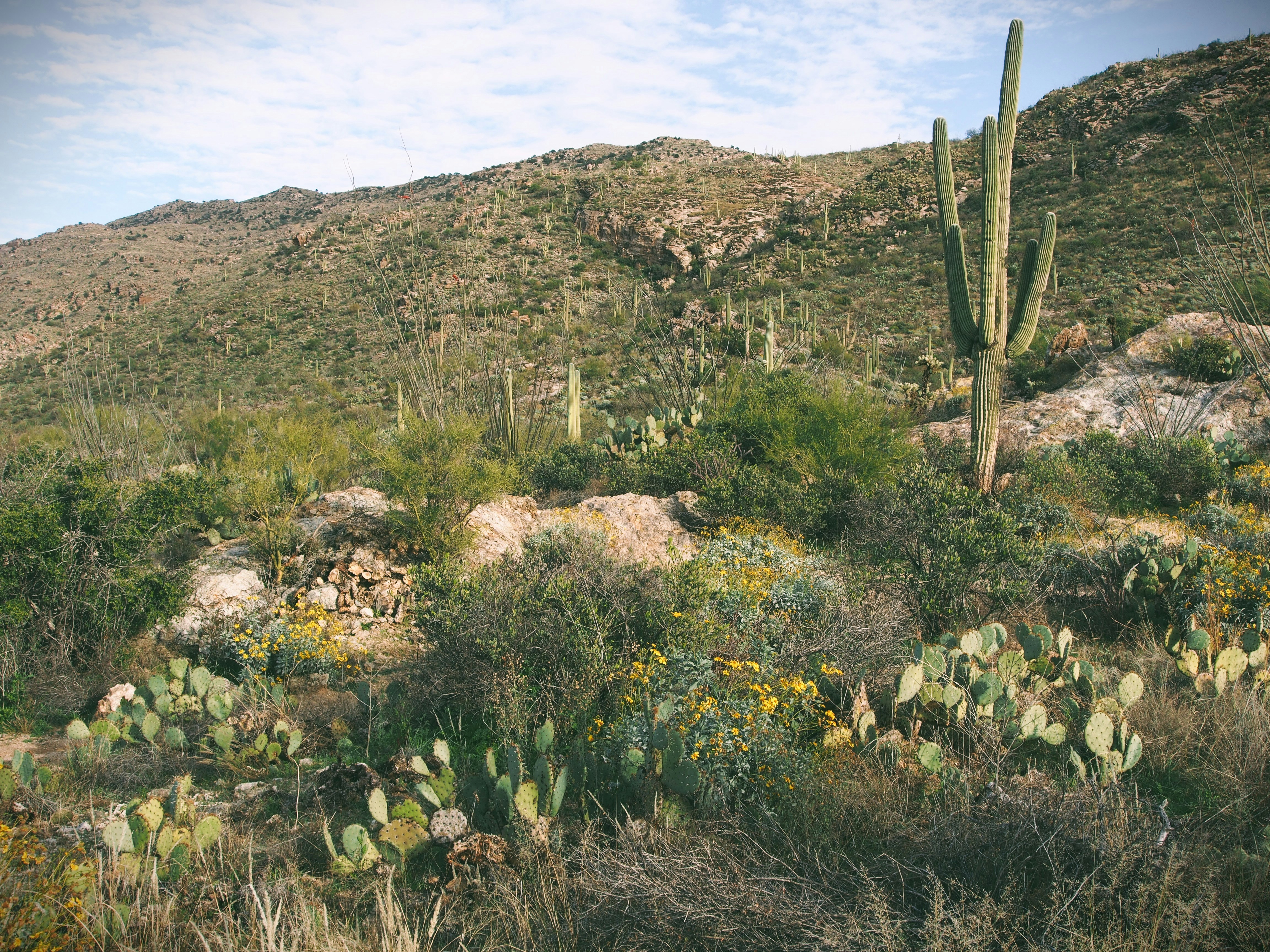 Photo by fern_dweller