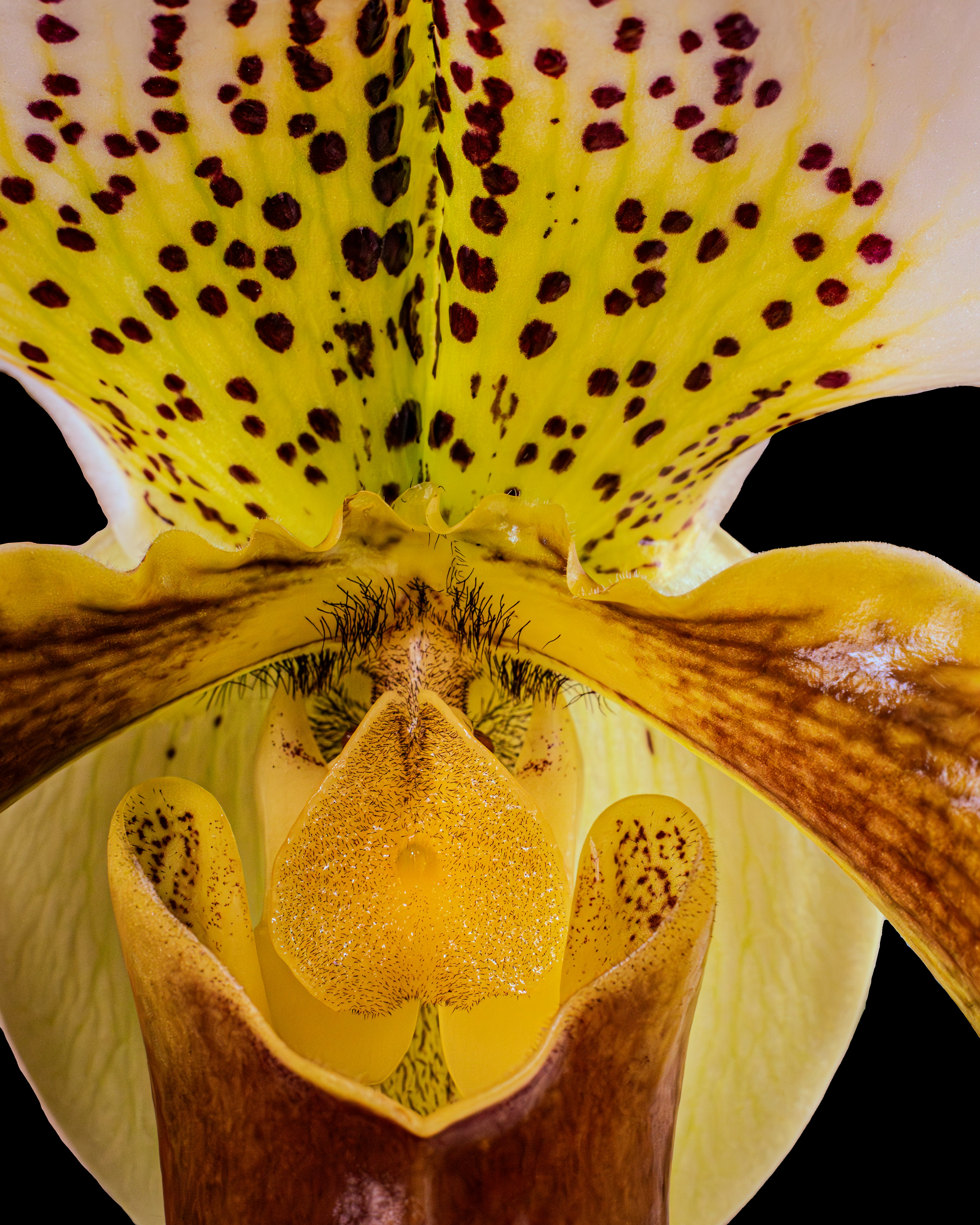 Photo by sschusterphotoart