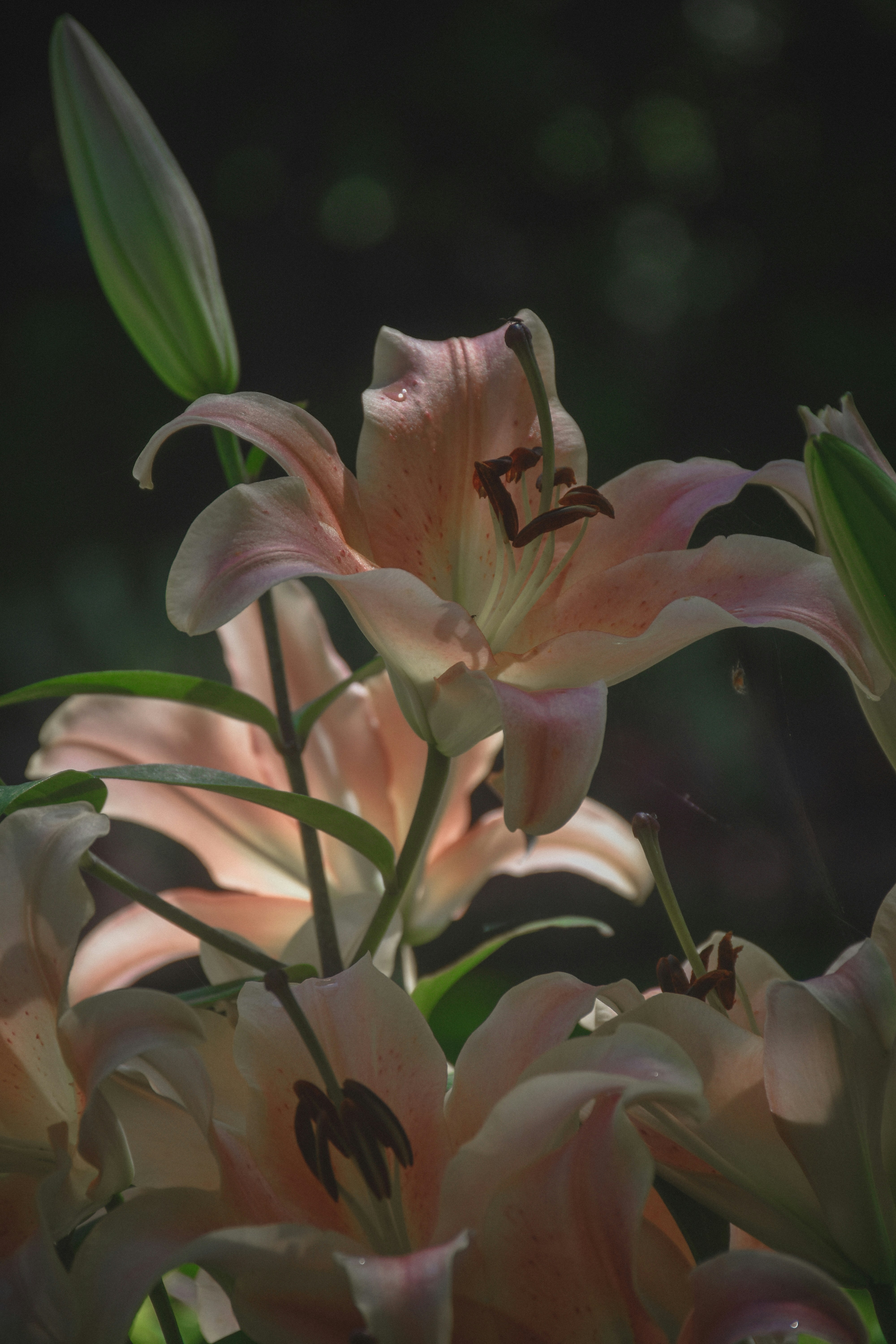 Nahaufnahme blassrosa Lilien mit dunklem Hintergrund