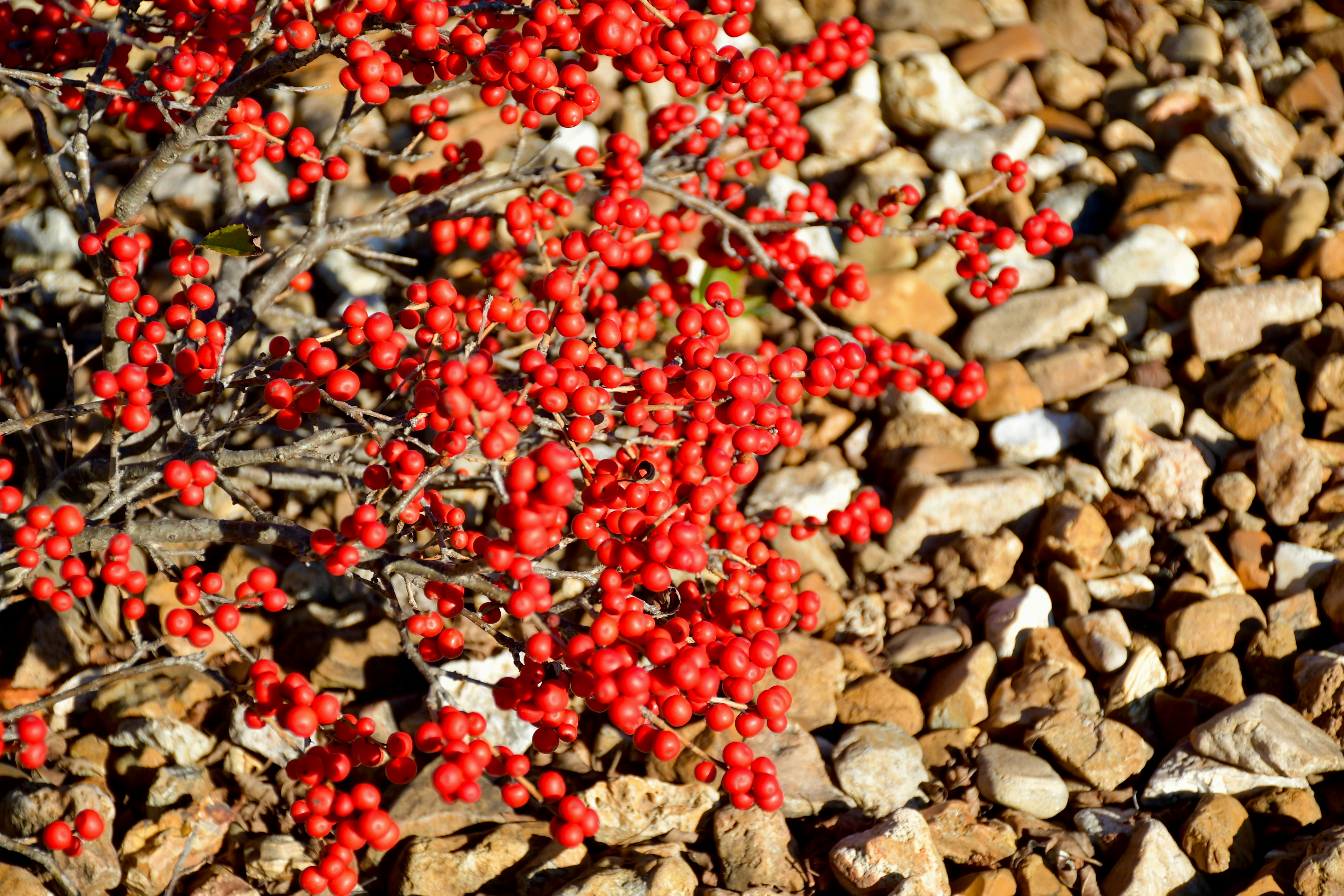 Red berries on a dry, rocky ground