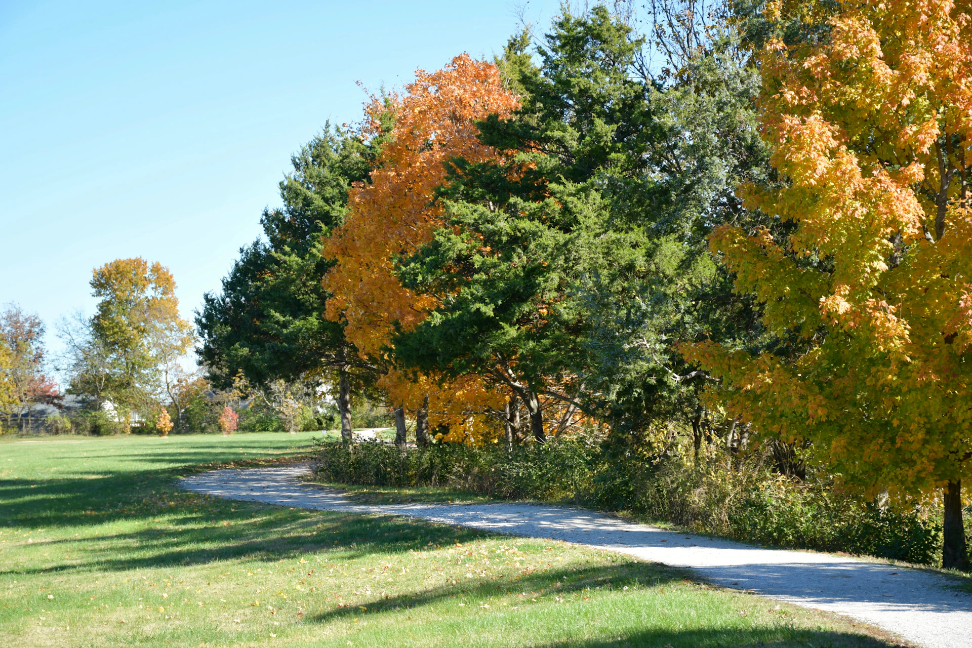 Trees with autumn leaves line a park path