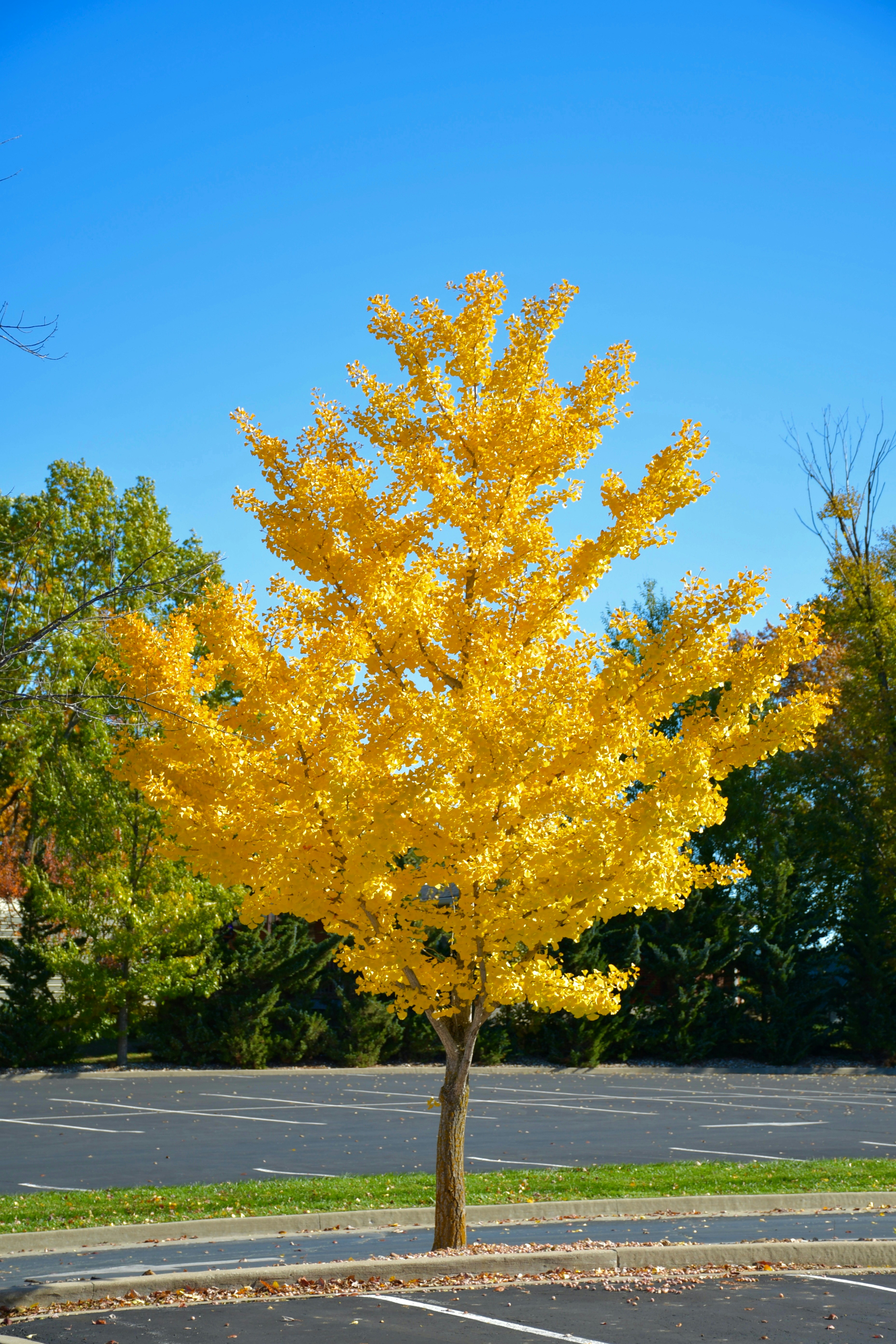 A vibrant yellow tree stands against a clear blue sky.