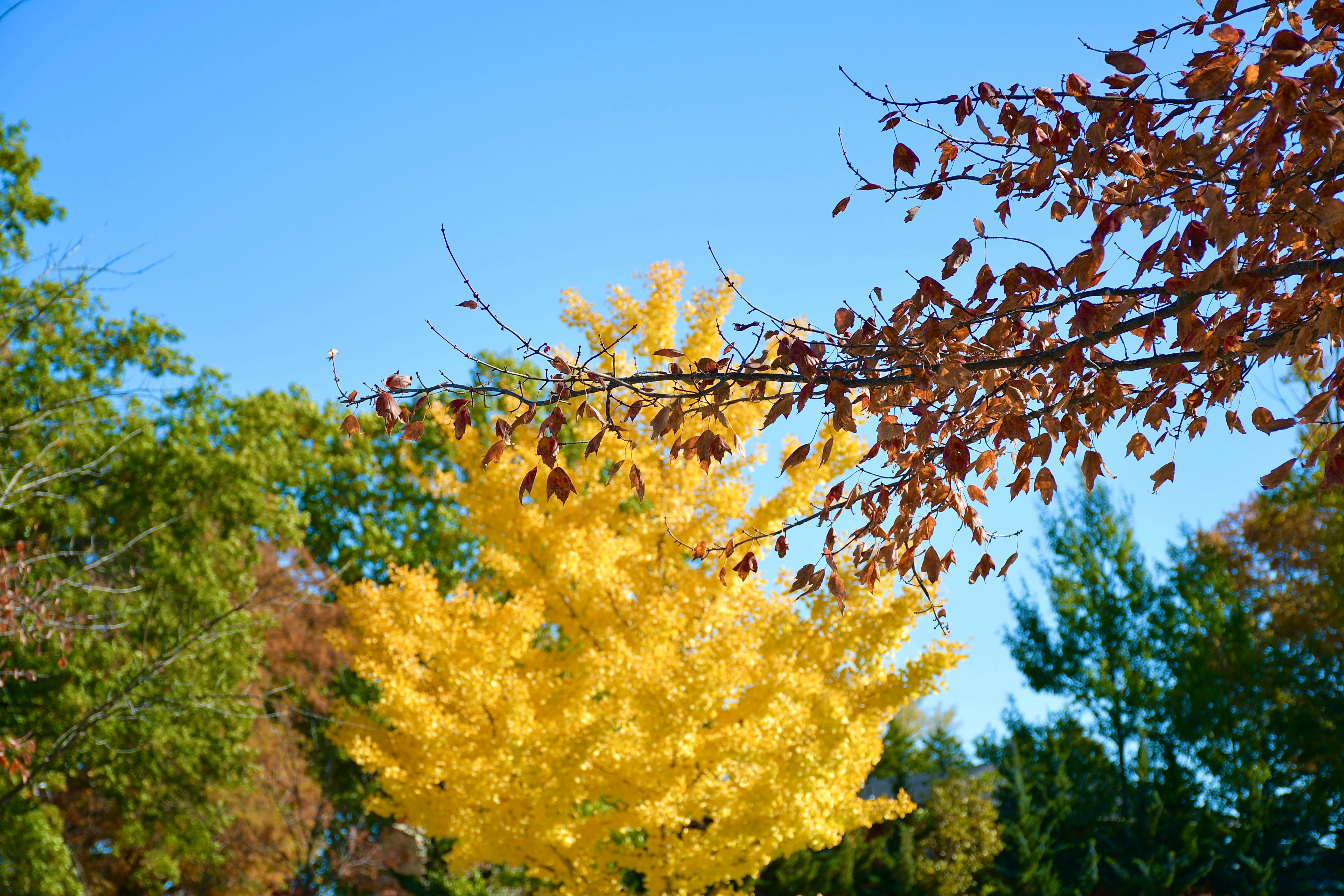 Bright yellow tree against a clear blue sky.
