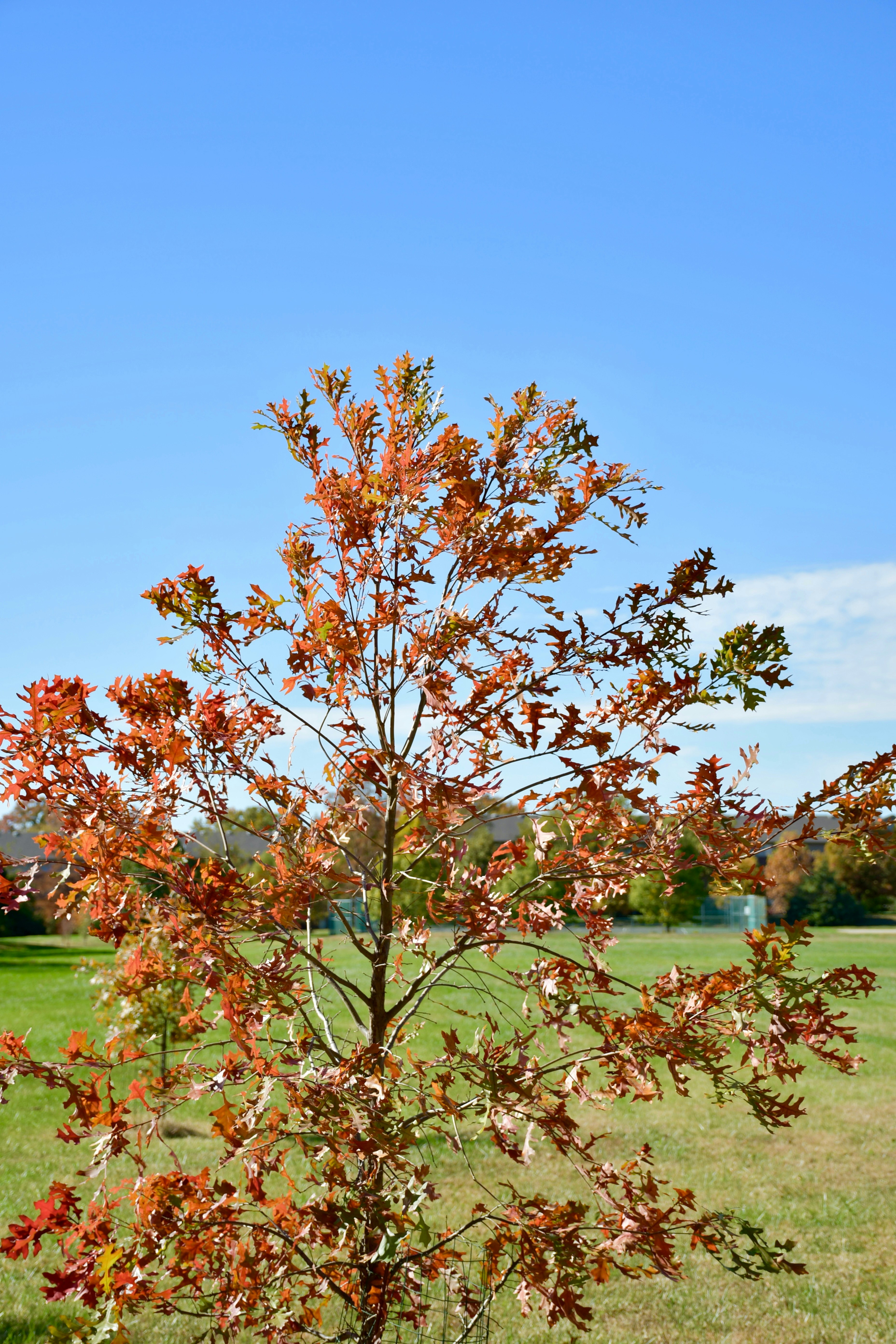 A small tree with autumn leaves against a blue sky