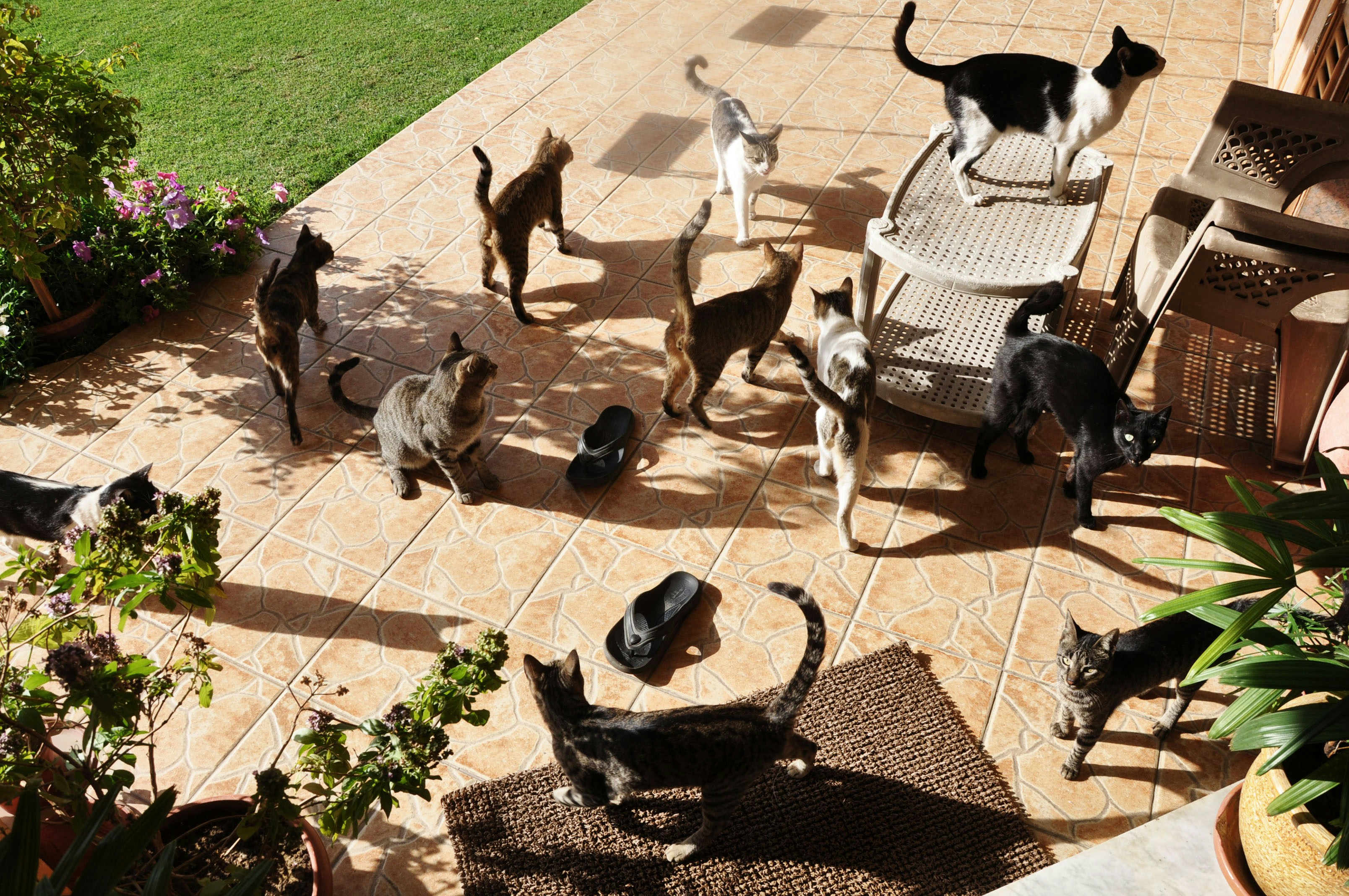 A group of cats gathered on a patio