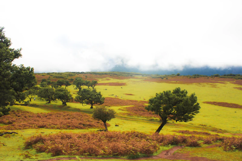 Open highland moorland with scattered trees