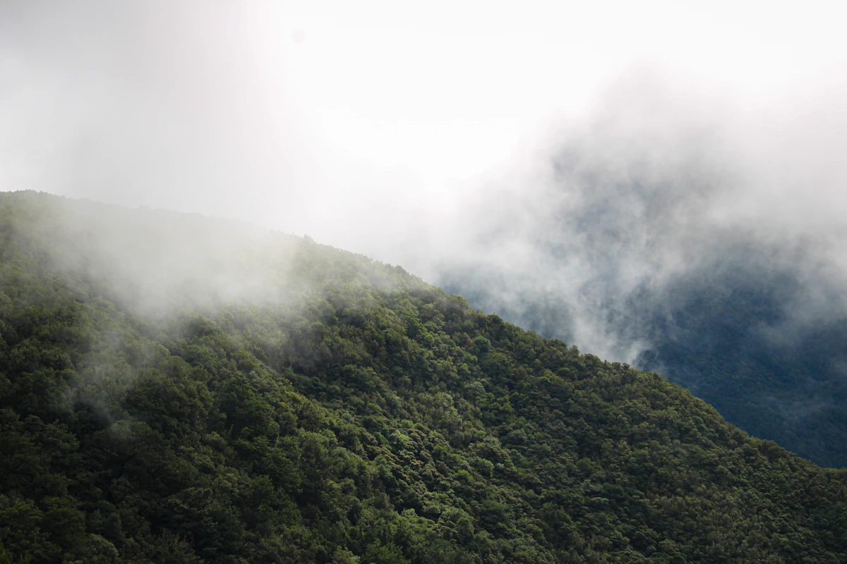 Encostas verdes e floresta envoltas em nevoeiro na Madeira.