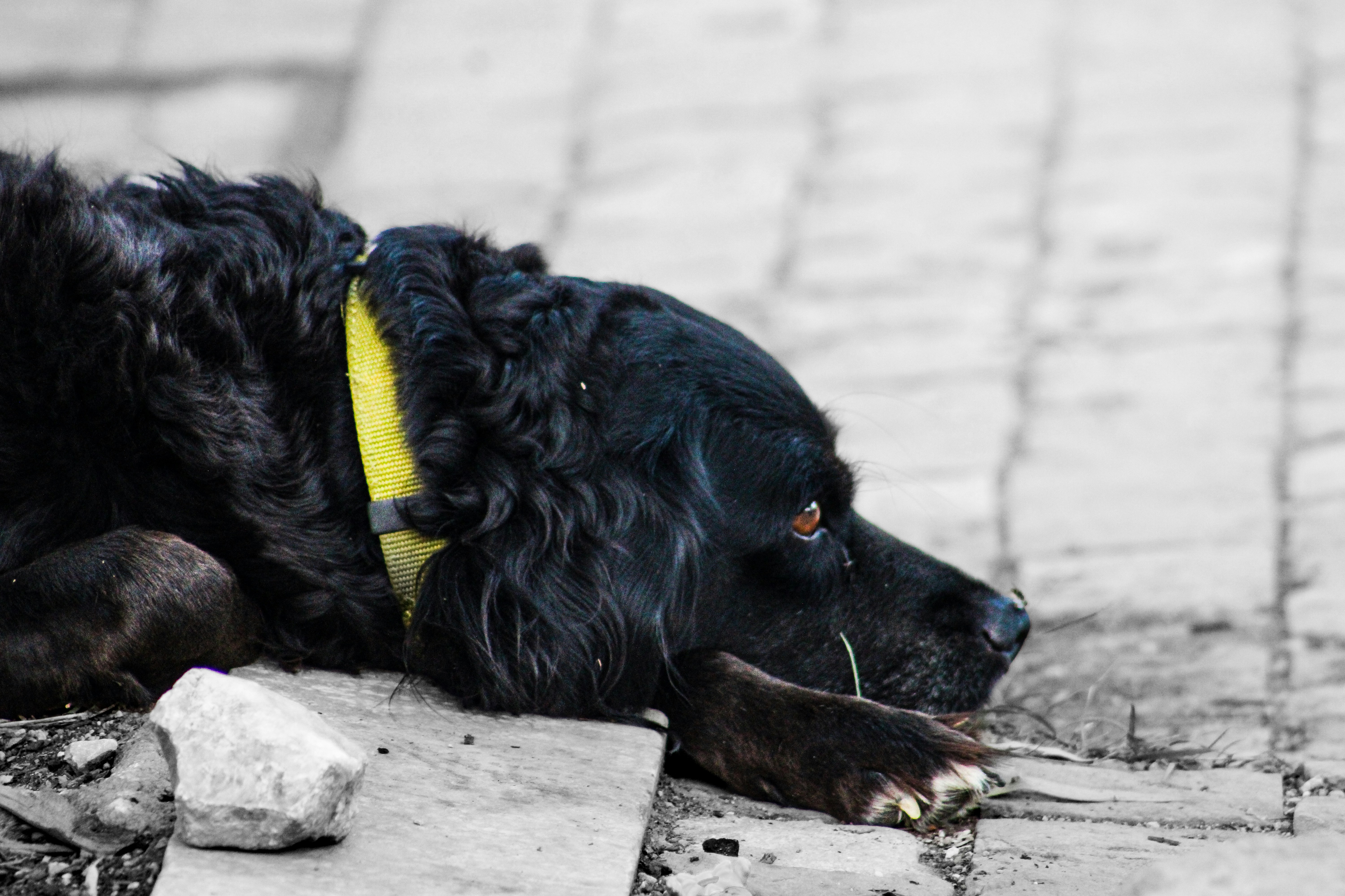 A black dog with a yellow collar lies on pavement.