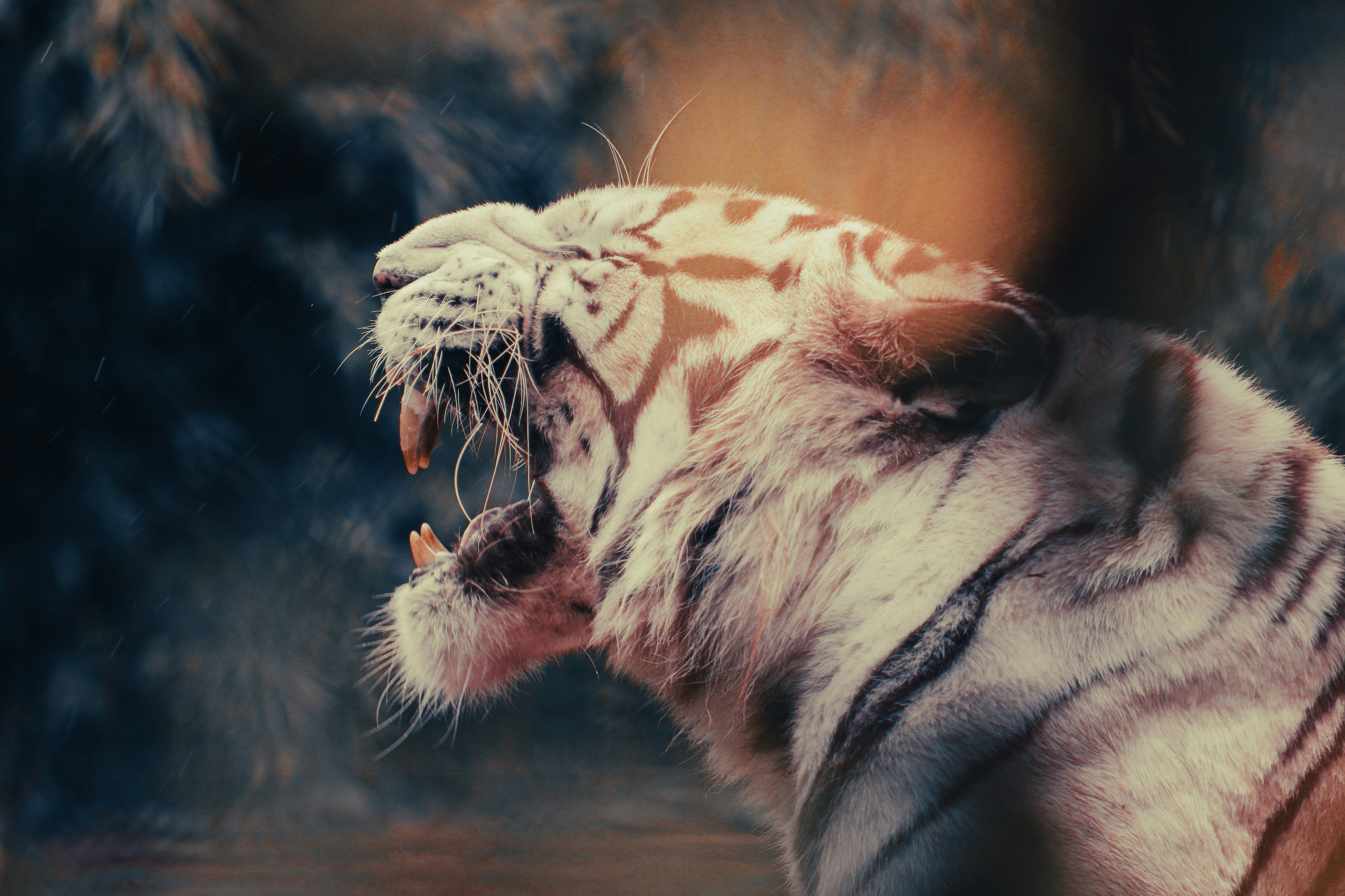 a tiger roars with its mouth wide open