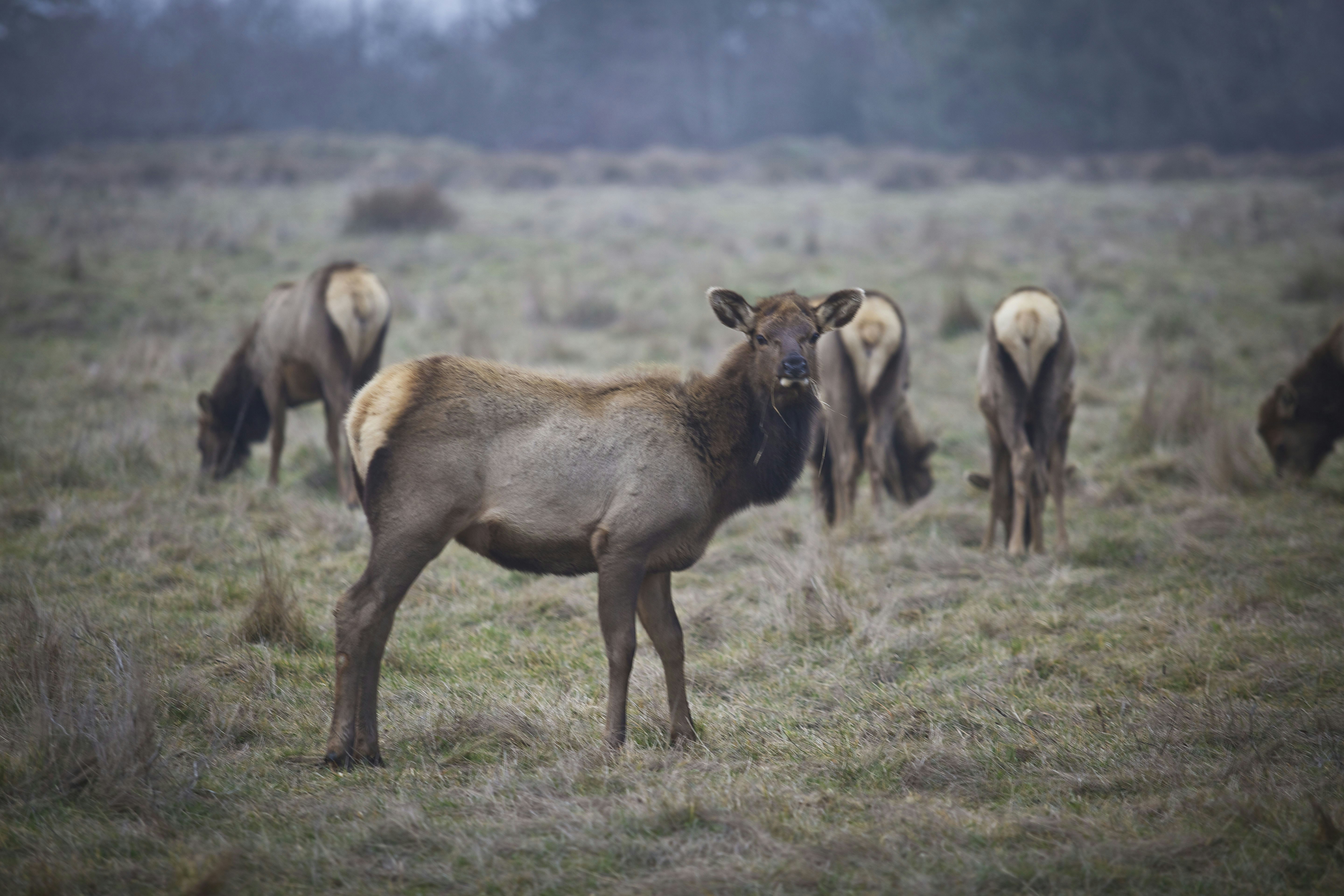 Several elk grazing in a misty, grassy field