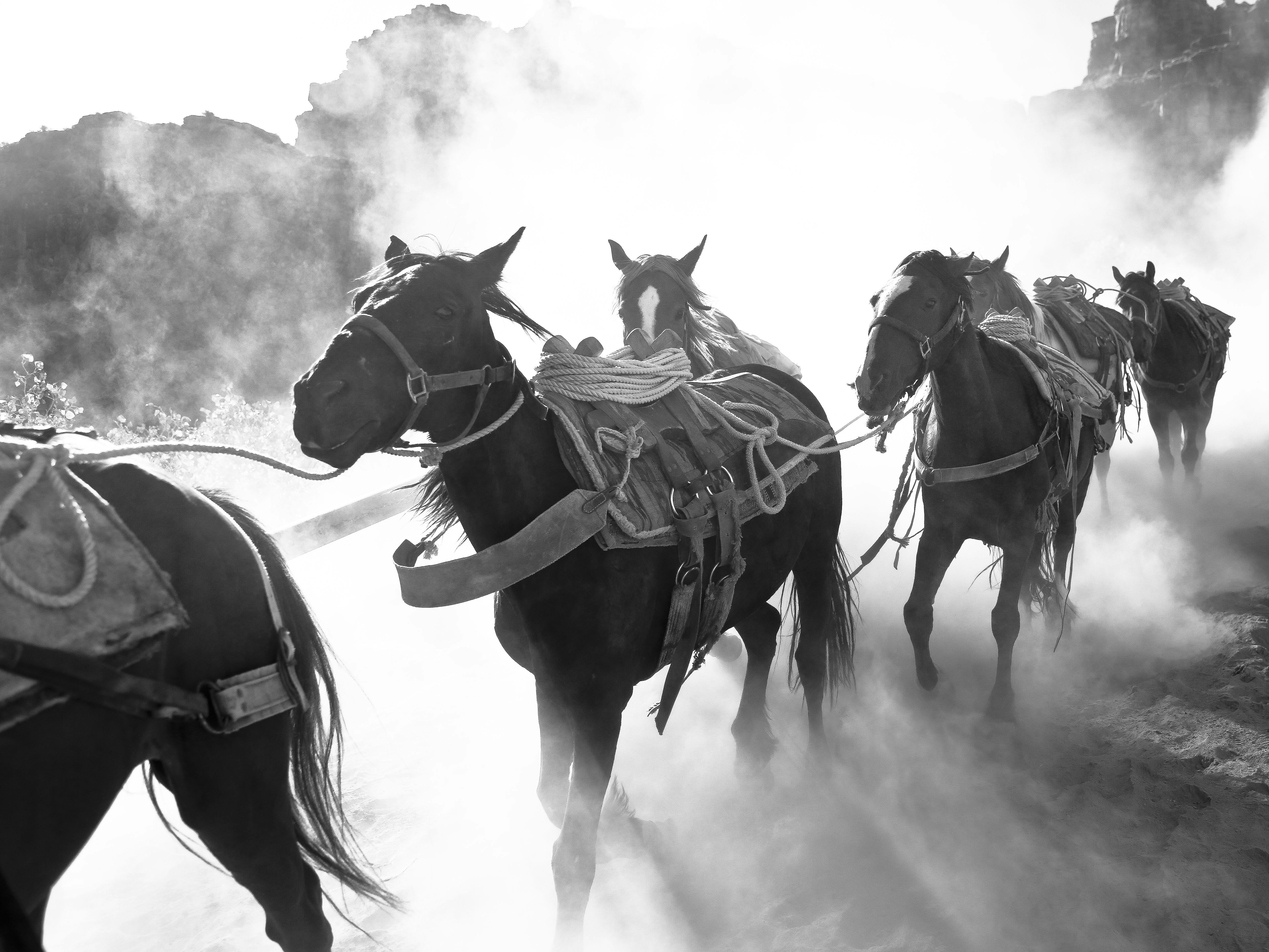 Horses carrying loads through dusty terrain