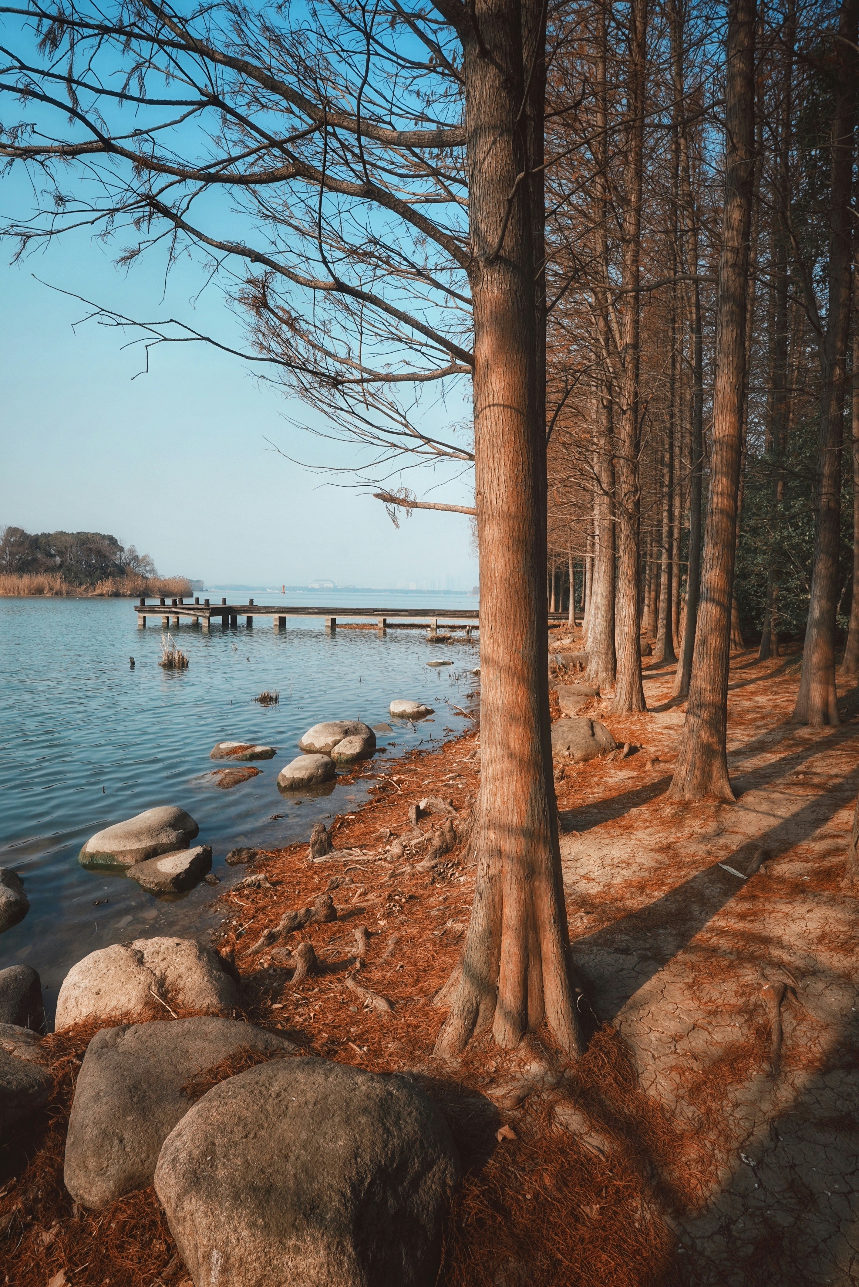 Bare trees line a lake shore with a pier.
