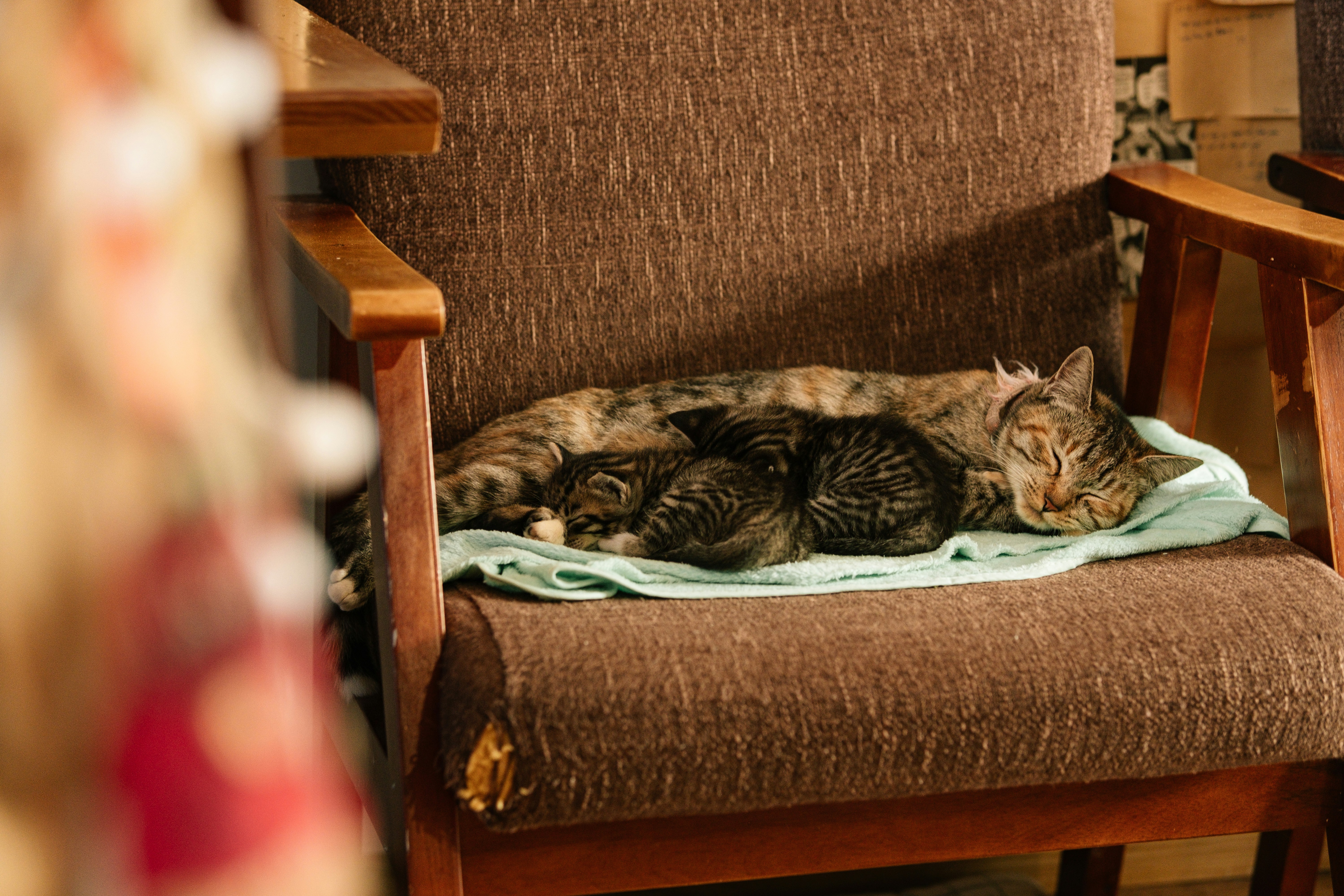 Mother cat sleeping with kittens on a chair