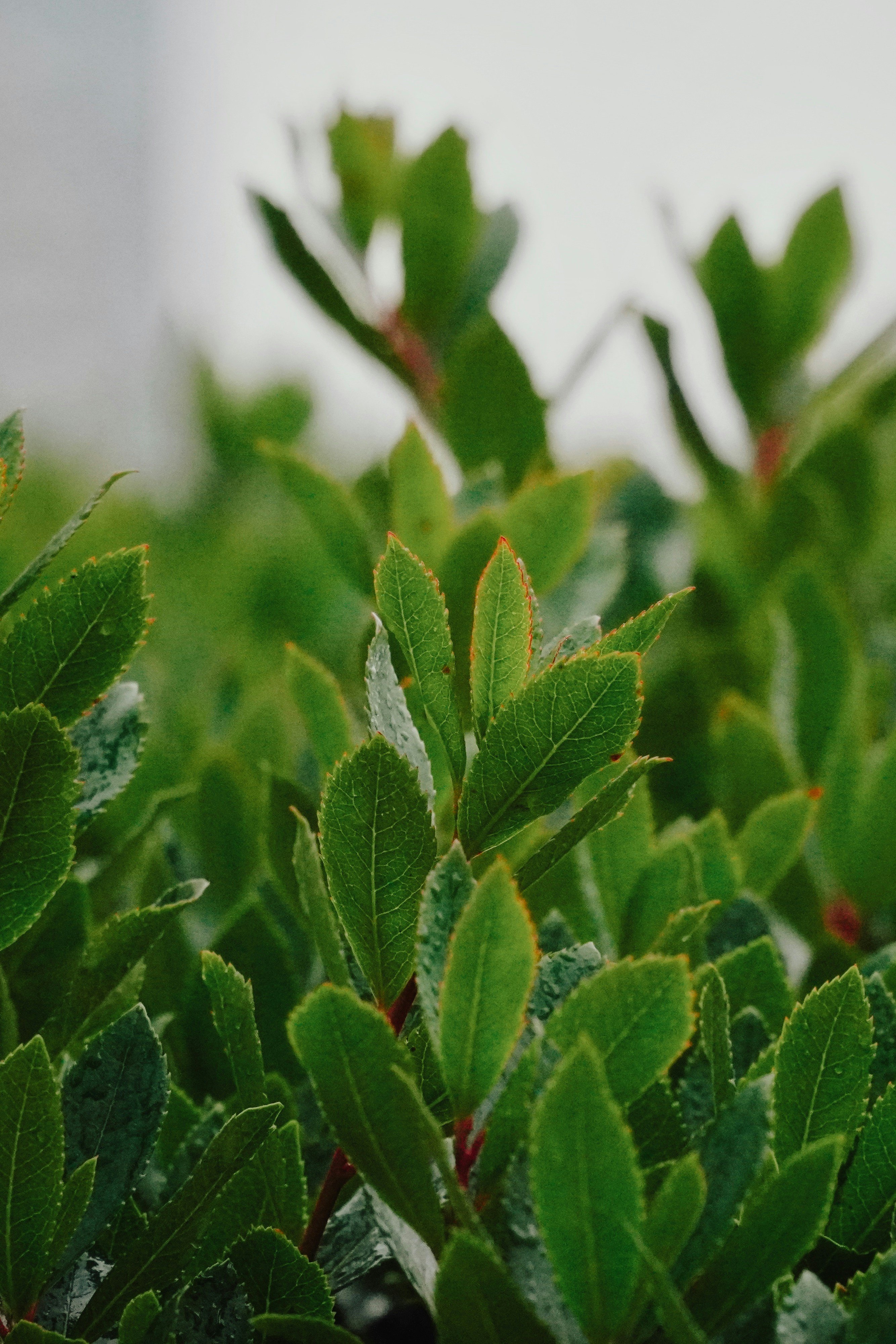 Close-up of lush green leaves with water droplets.