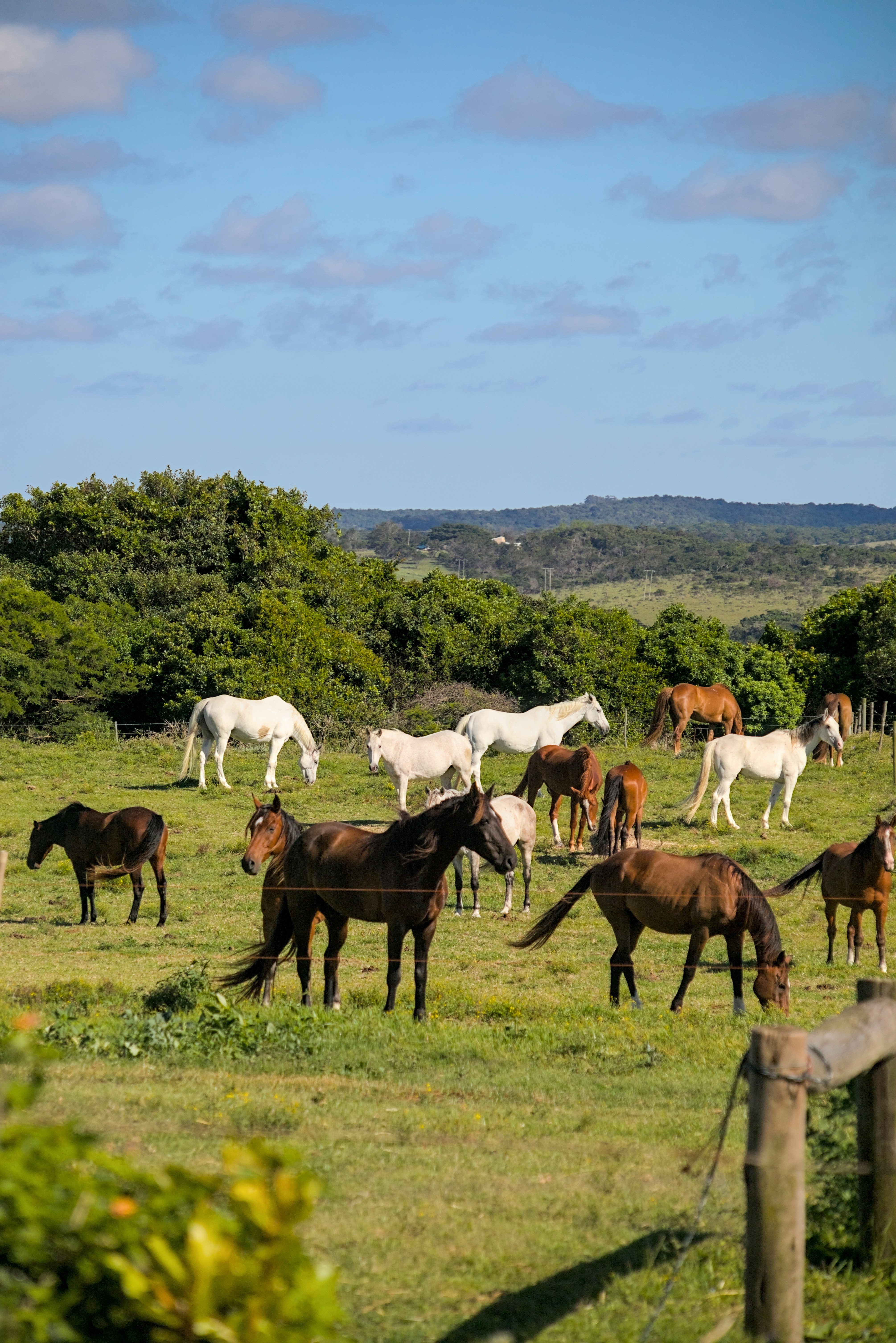Horses grazing in a green pasture under a blue sky.
