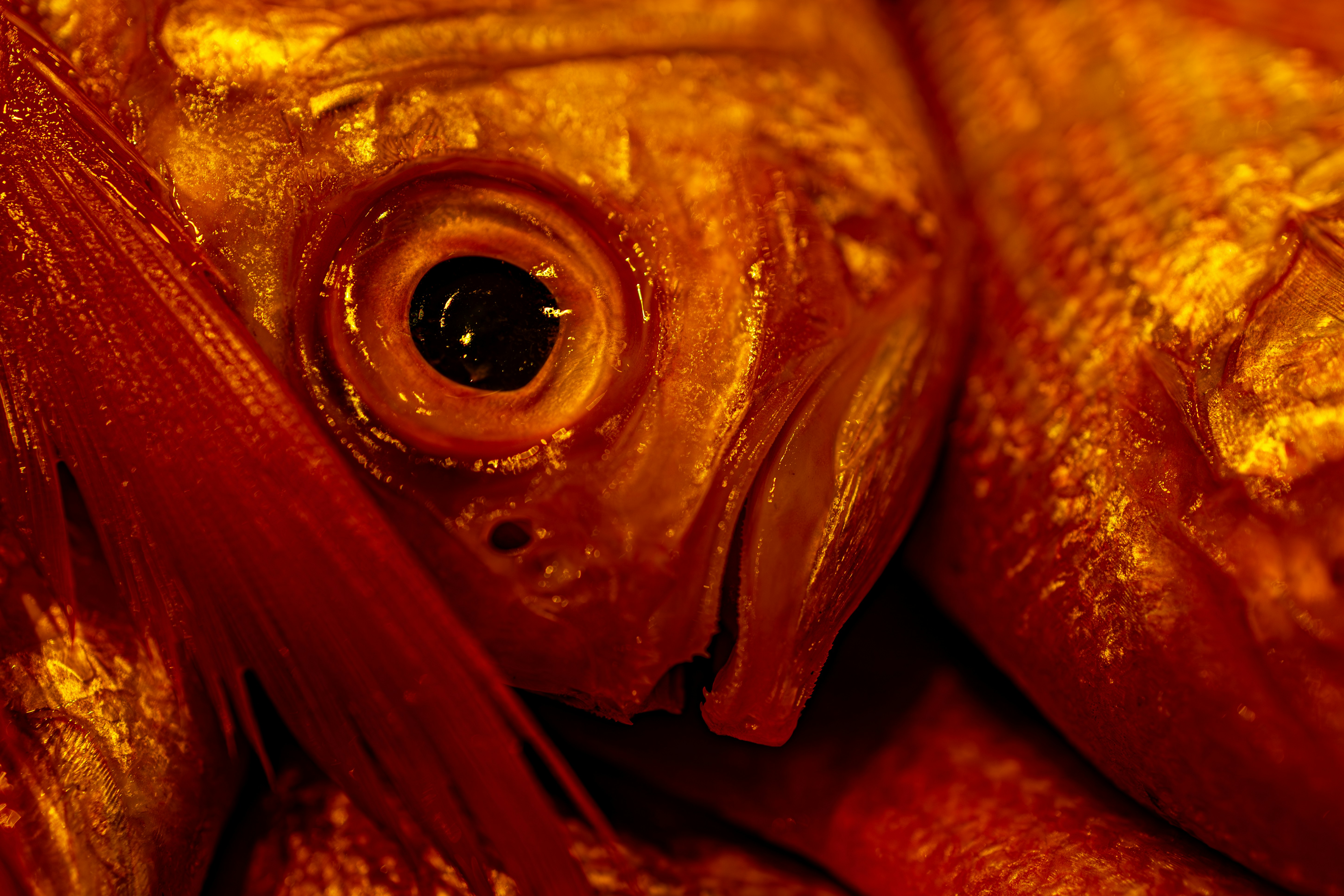 Close up of a bright red fish's eye.