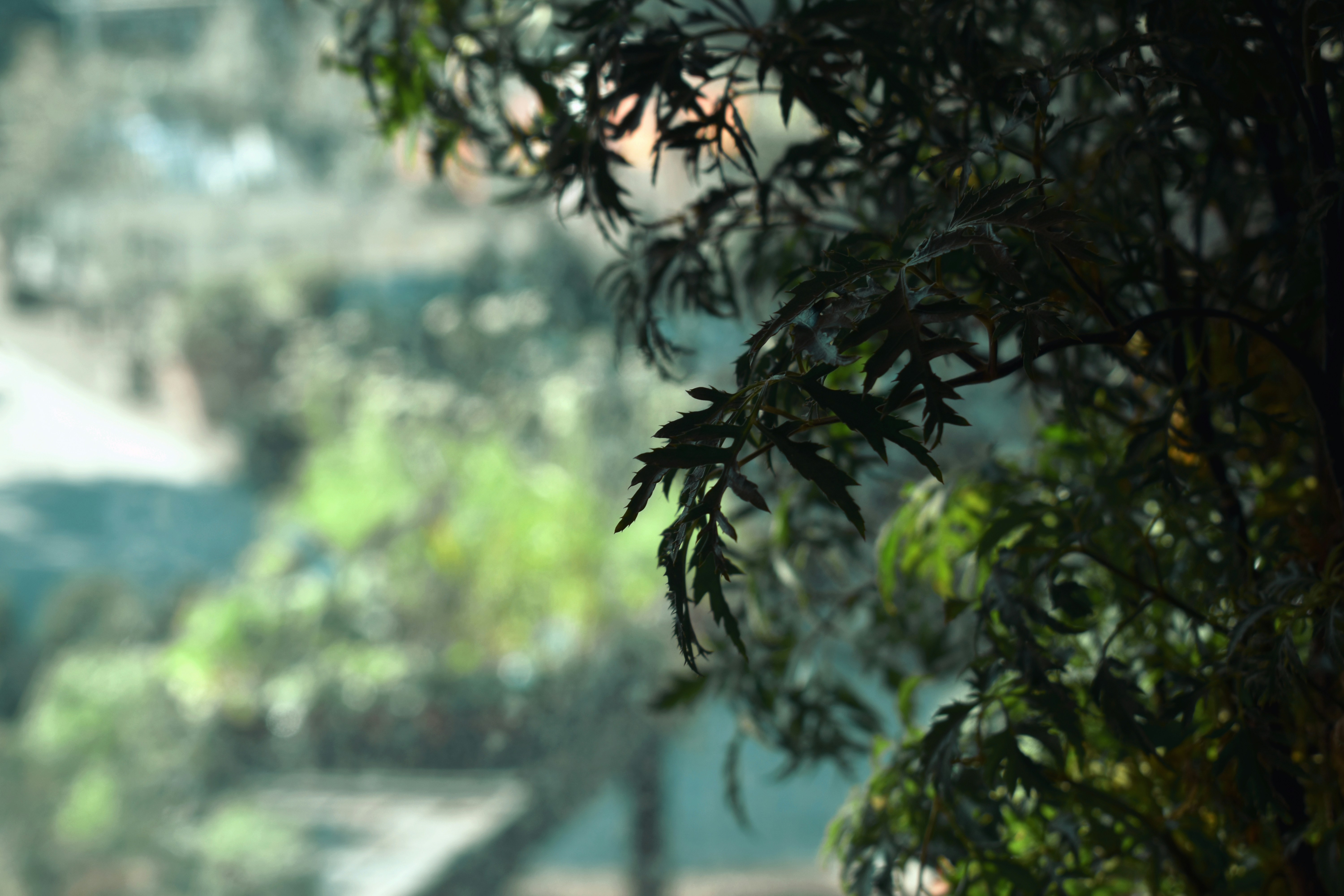 Green leaves of a plant in soft focus