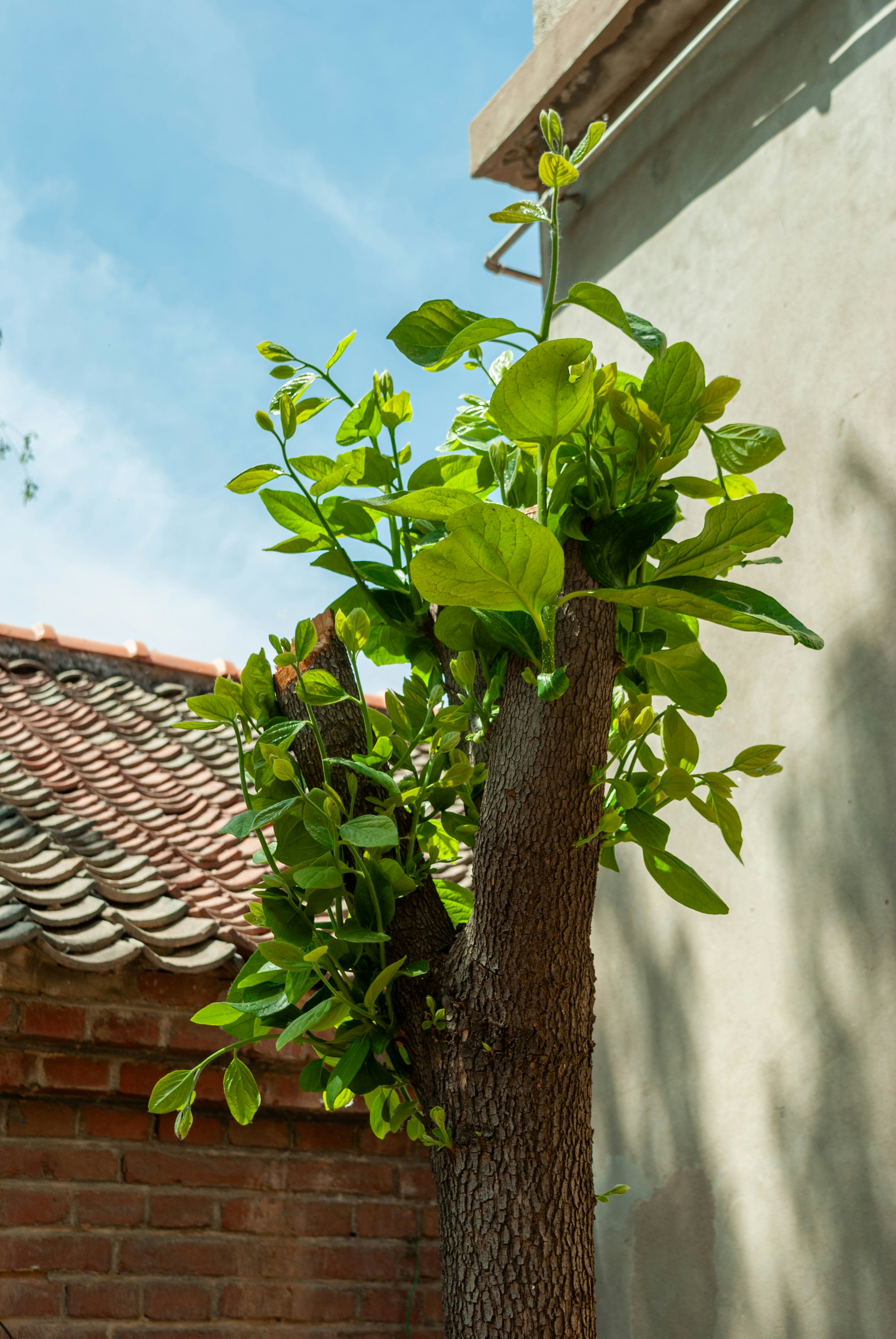 A tree trunk with new green leaves growing