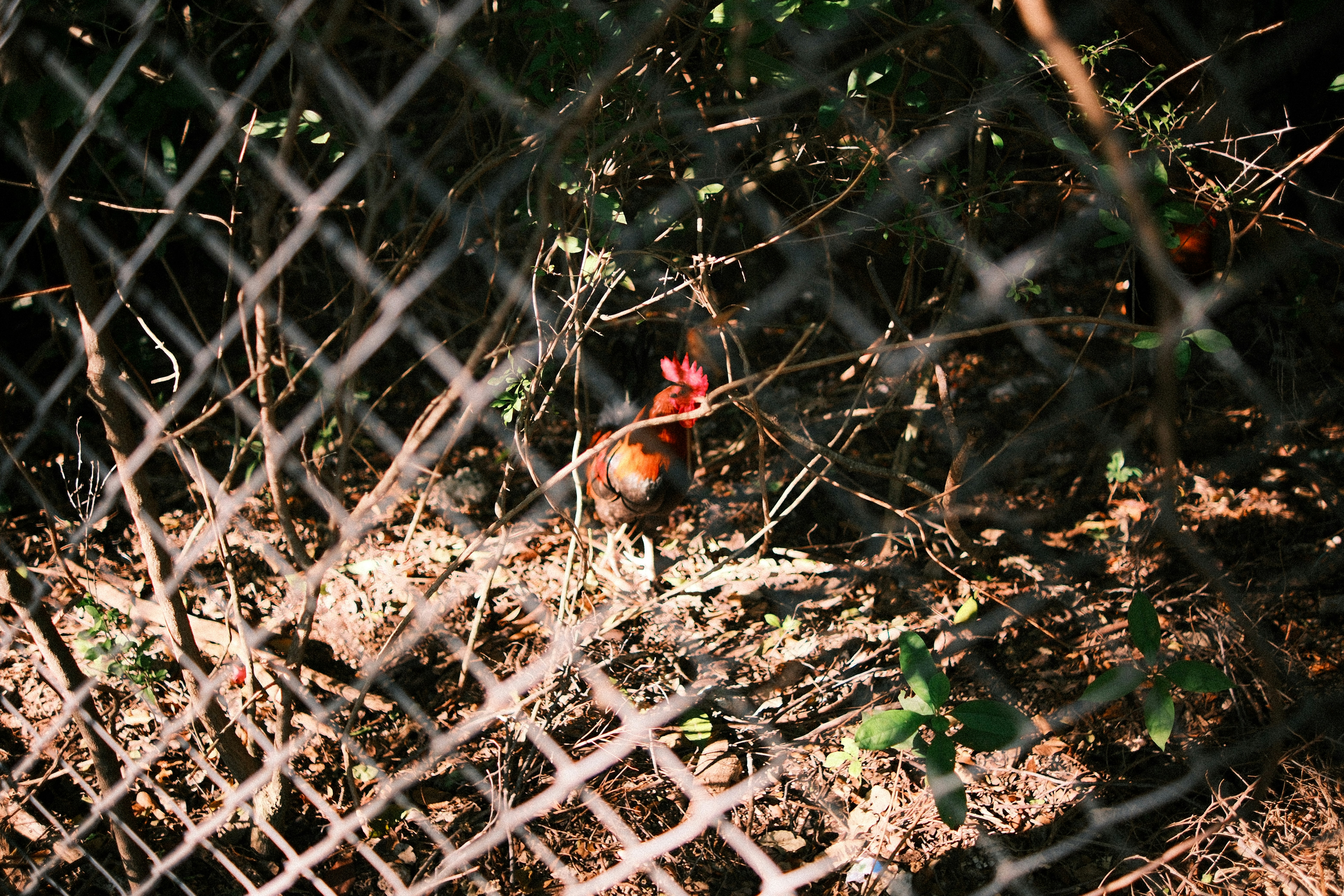 Un piccolo pollo sbircia attraverso una recinzione a rete metallica.