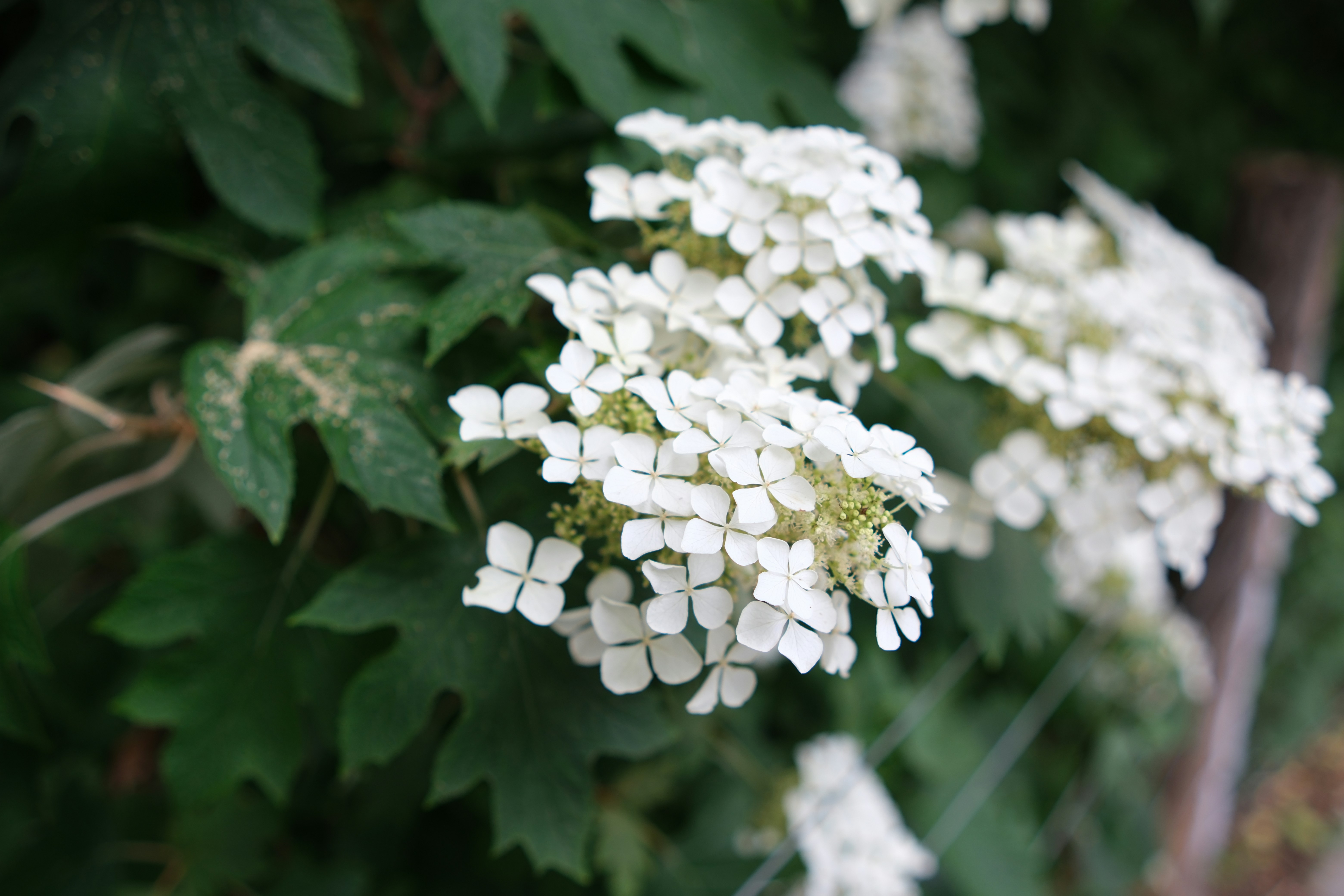 Photo by gersonalexanderlugo