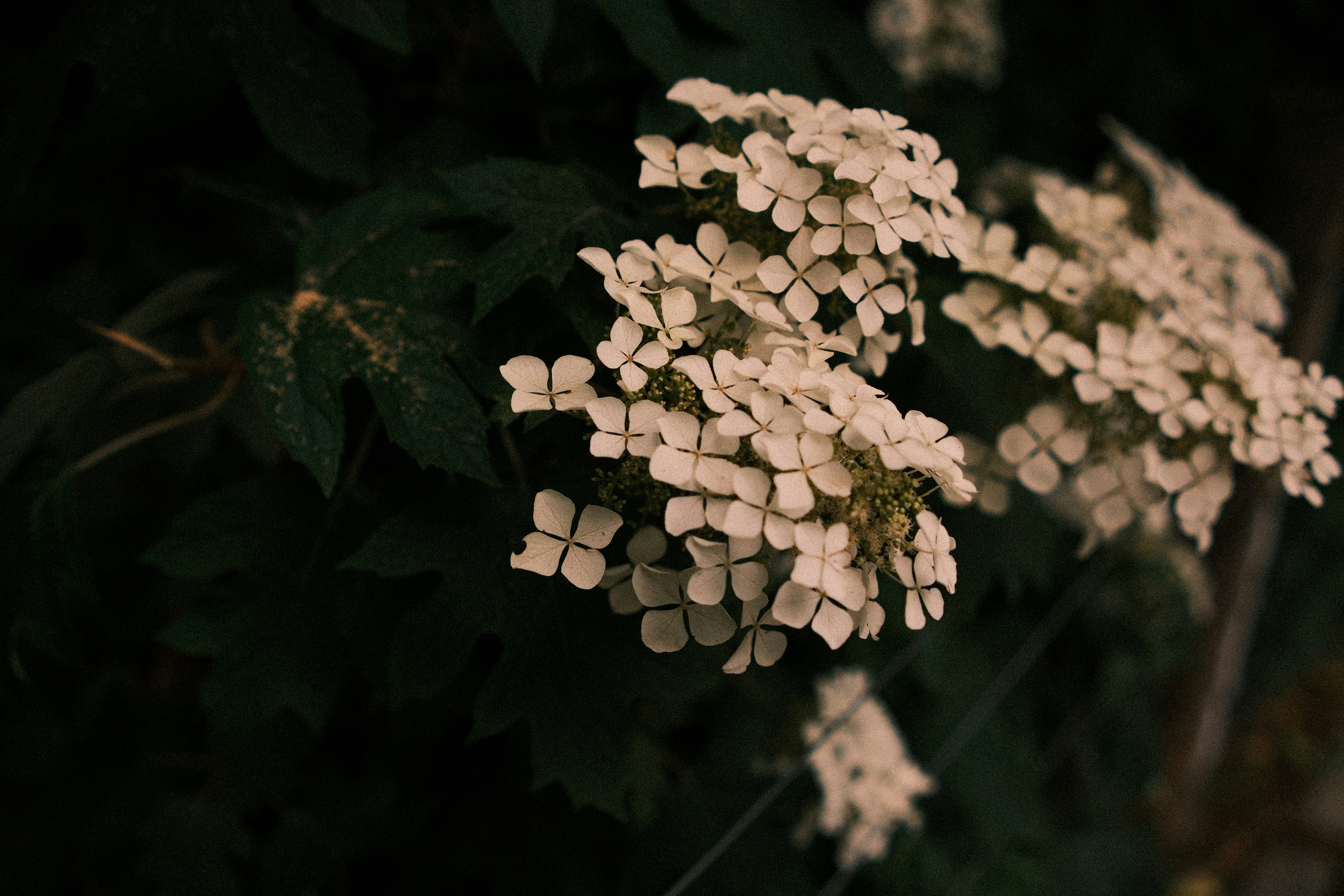 Photo by gersonalexanderlugo