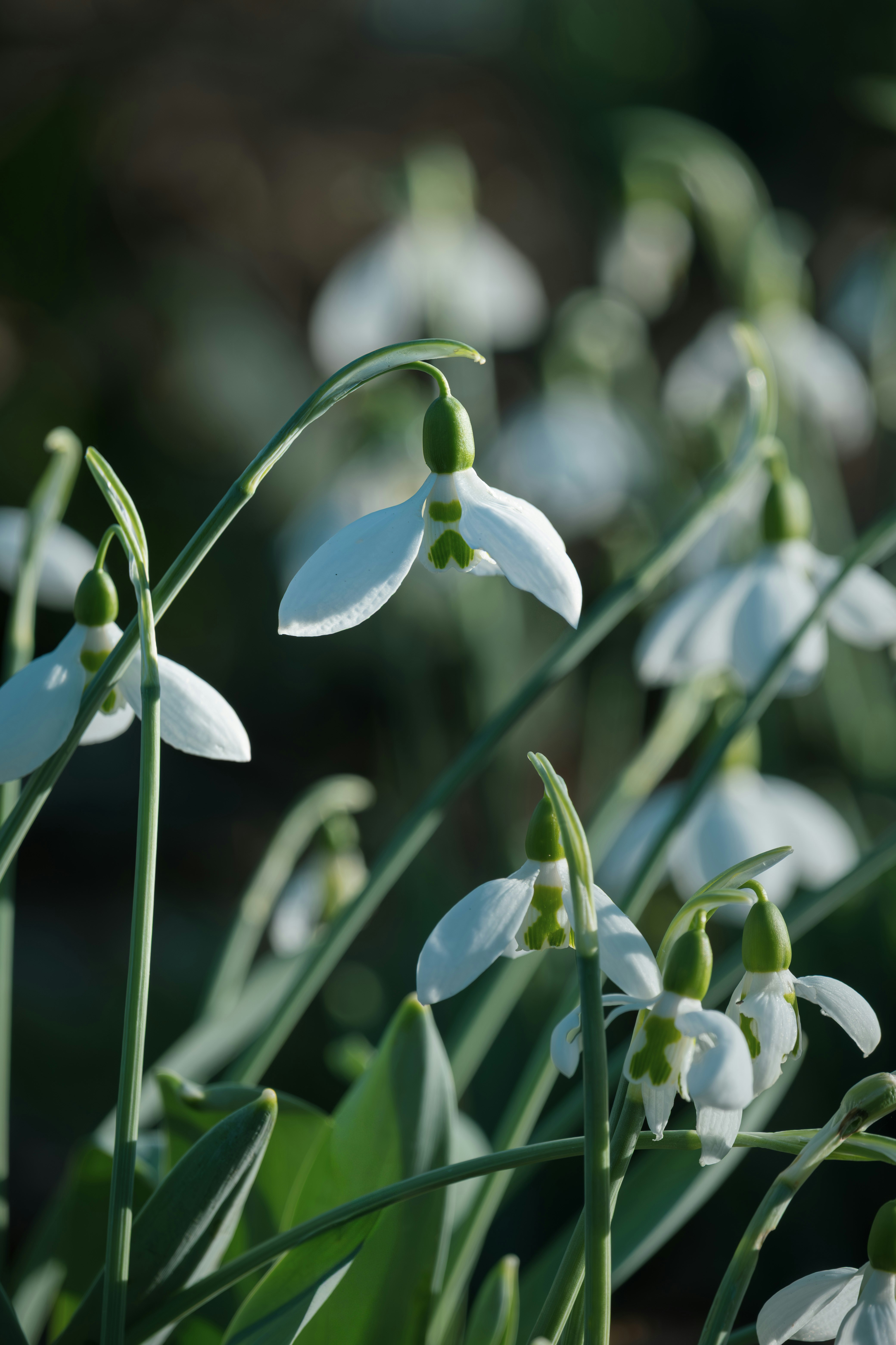 Delicate white snowdrop flowers bloom in soft sunlight.
