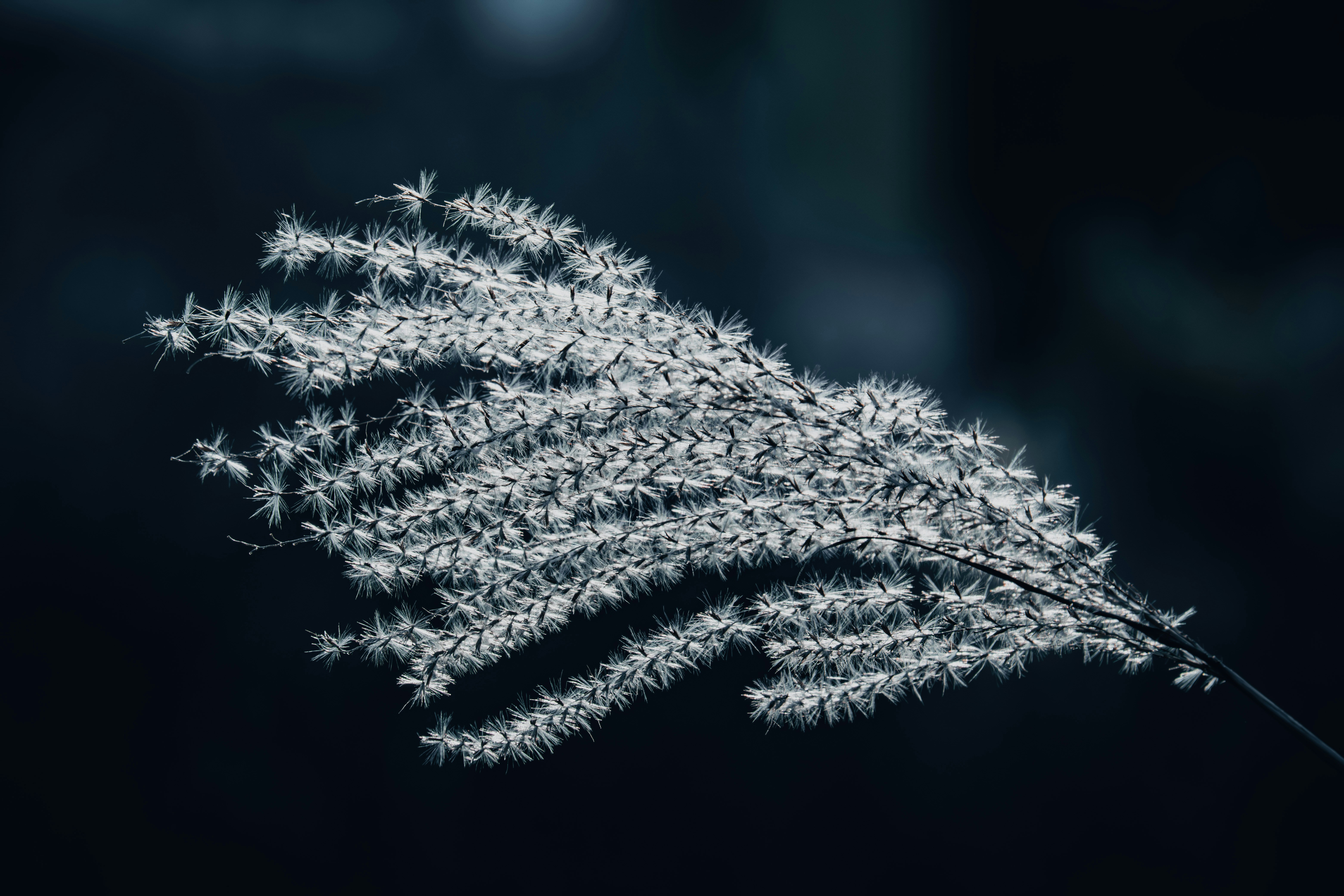 Close-up of a fluffy white seed head against dark background