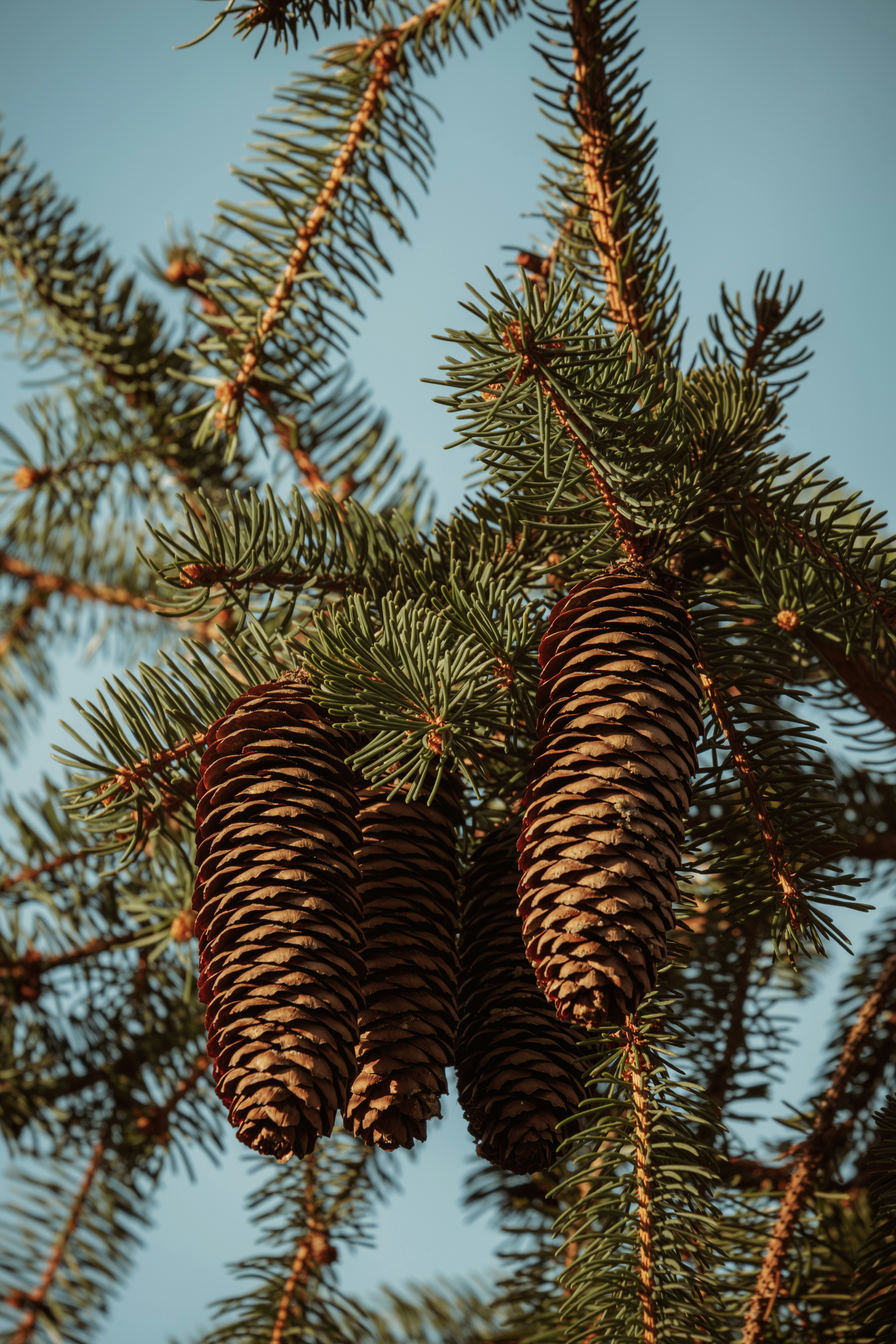 Pinecones hang from a spruce tree branch.