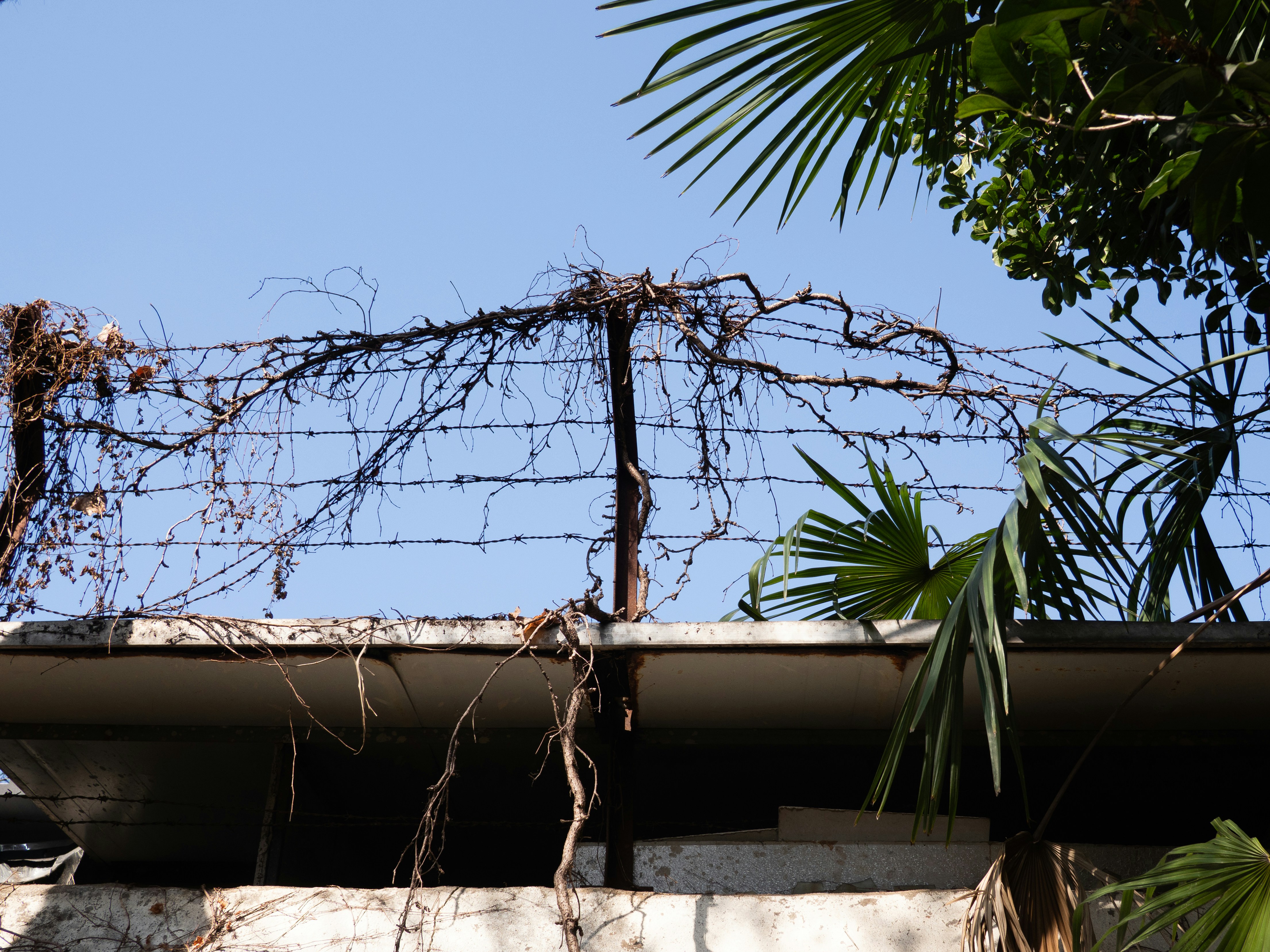 Barbed wire fence with overgrown vines and palm leaves
