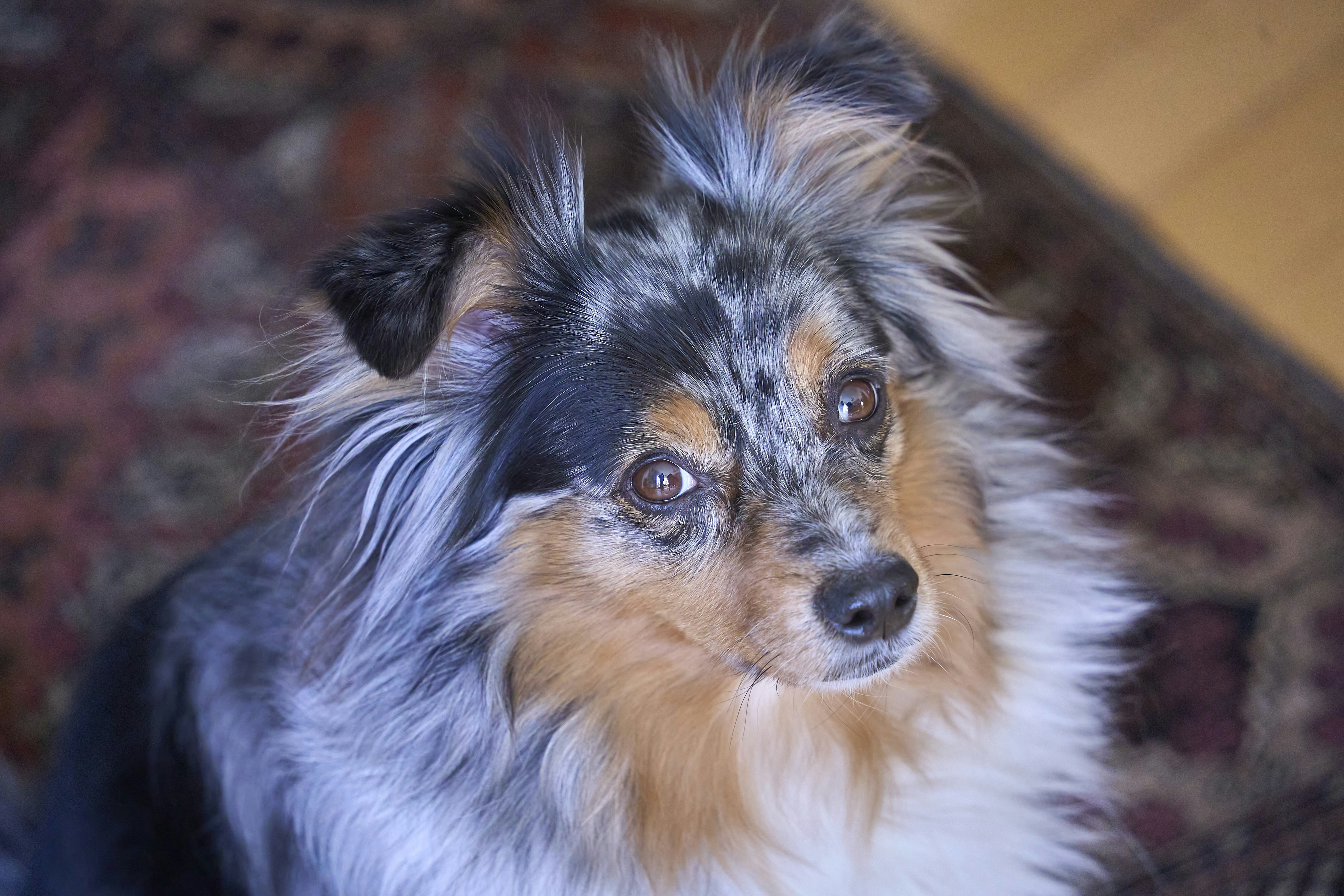 A fluffy merle dog with expressive eyes looks up.