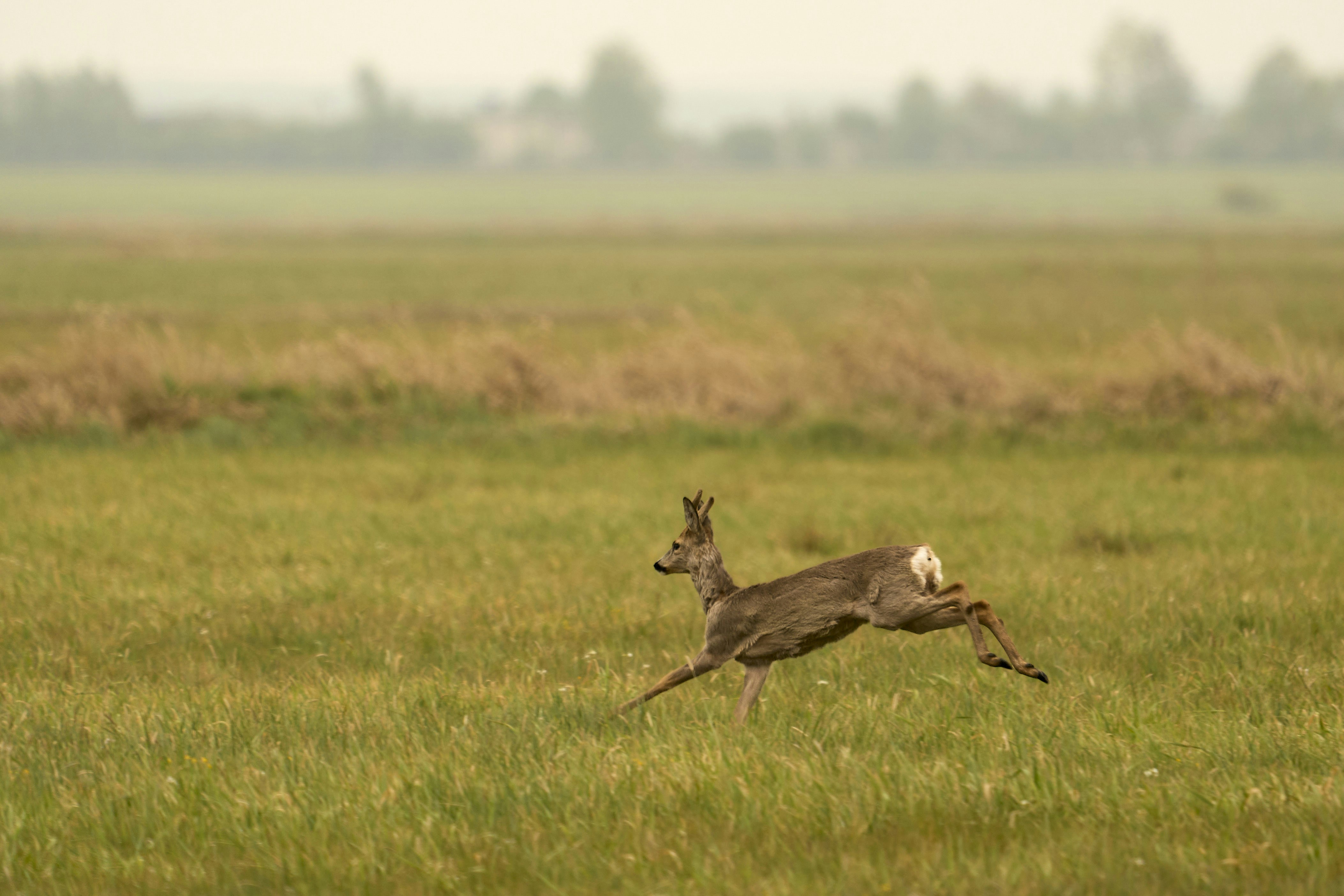 A deer running across a grassy field