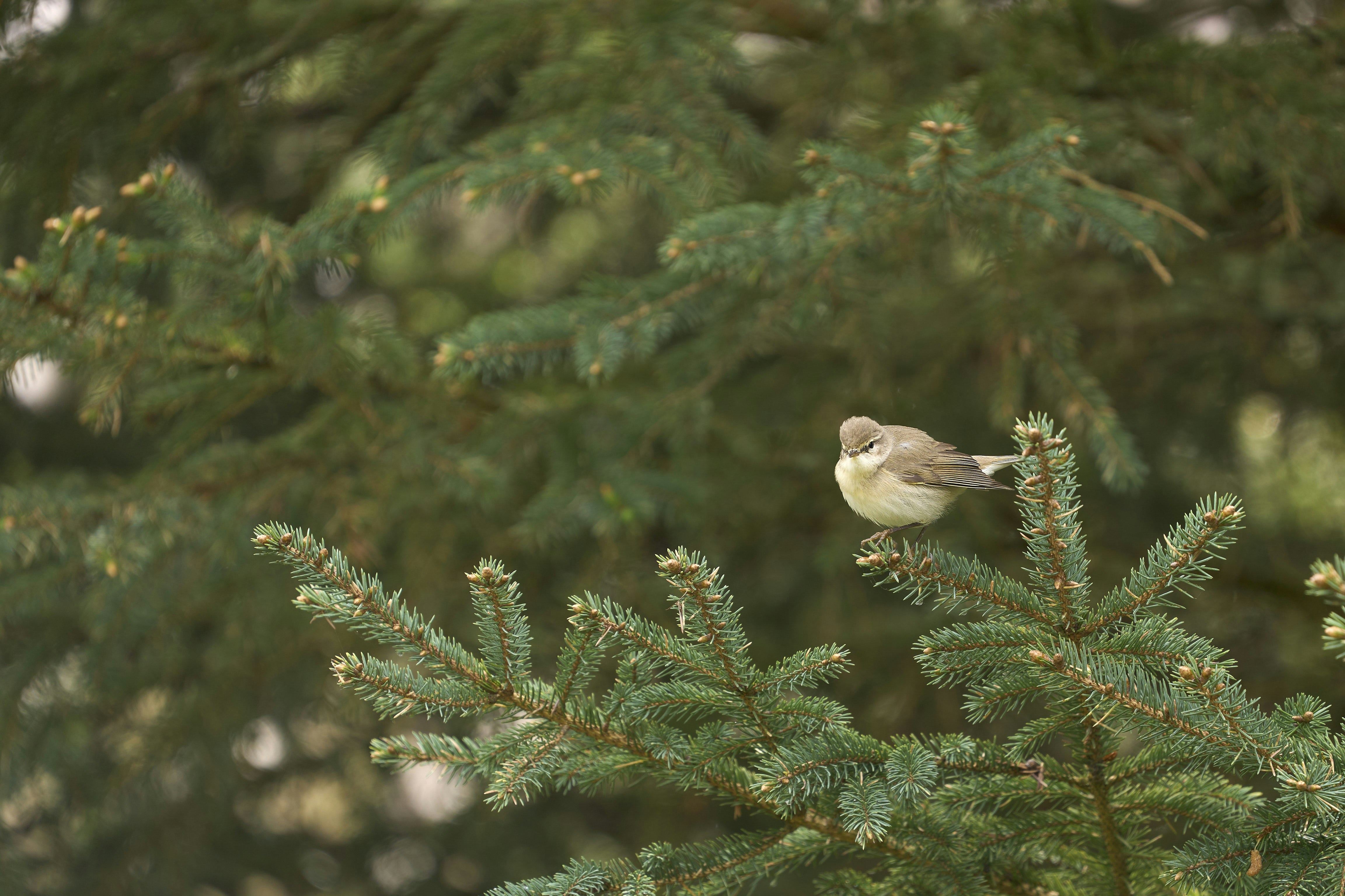 A small bird rests on a pine tree branch