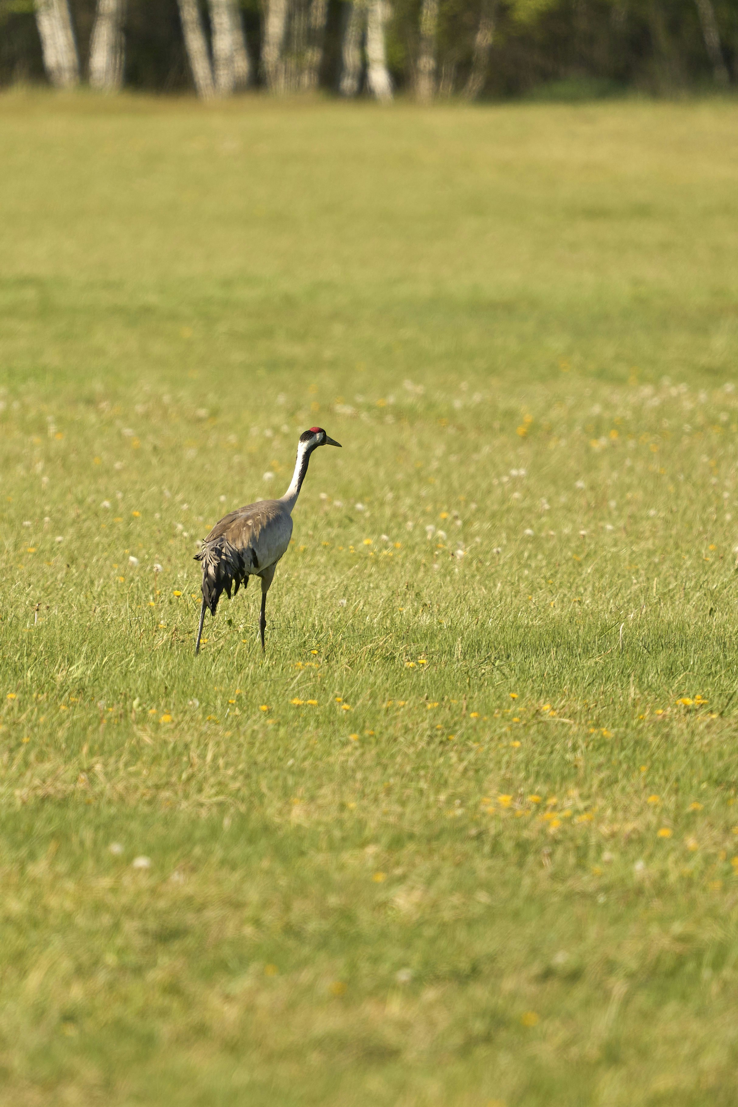 A crane stands in a grassy field.