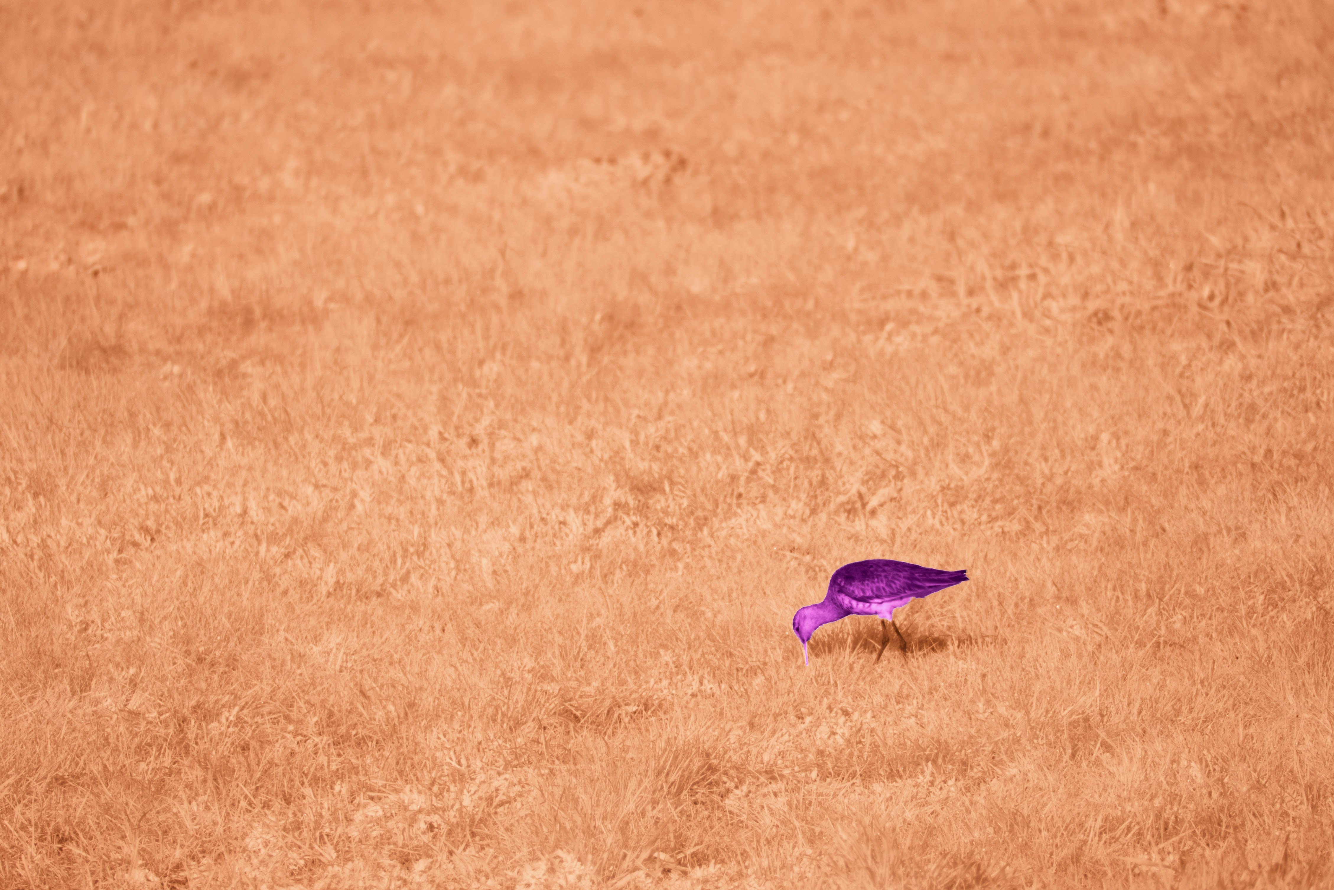A purple bird foraging in a dry, orange field