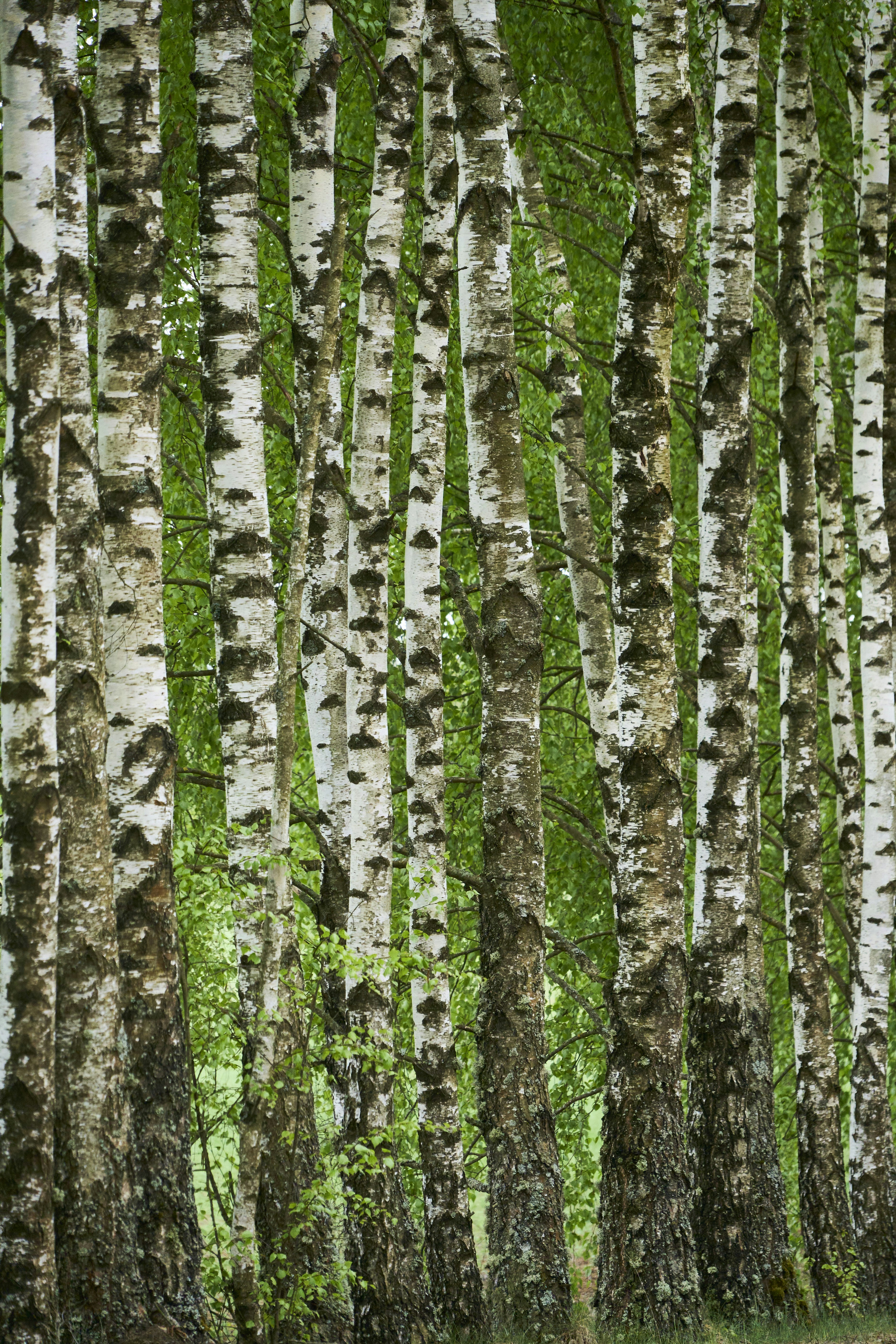A dense forest of birch trees with green foliage.