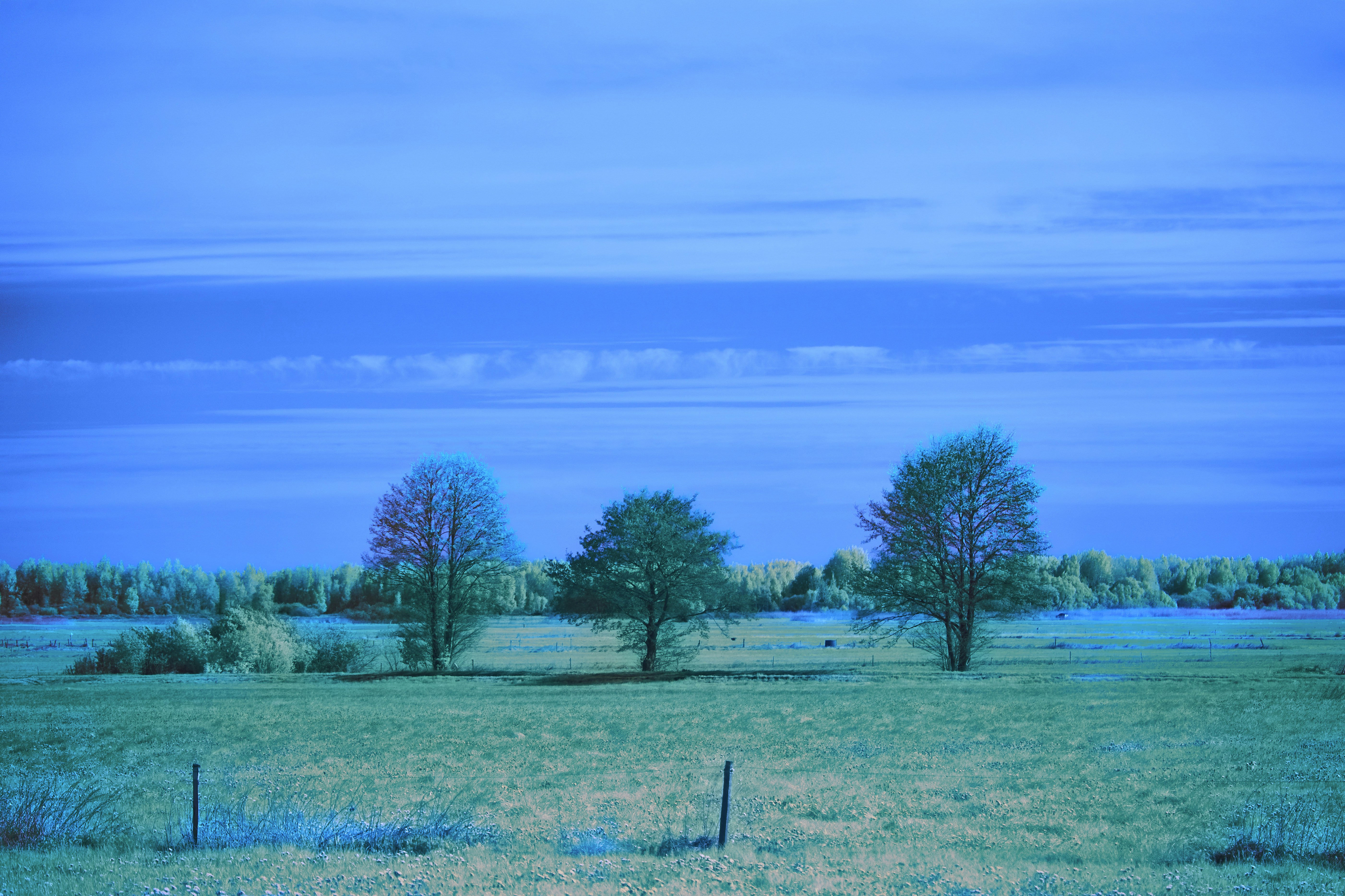 Three bare trees in a green field under blue sky
