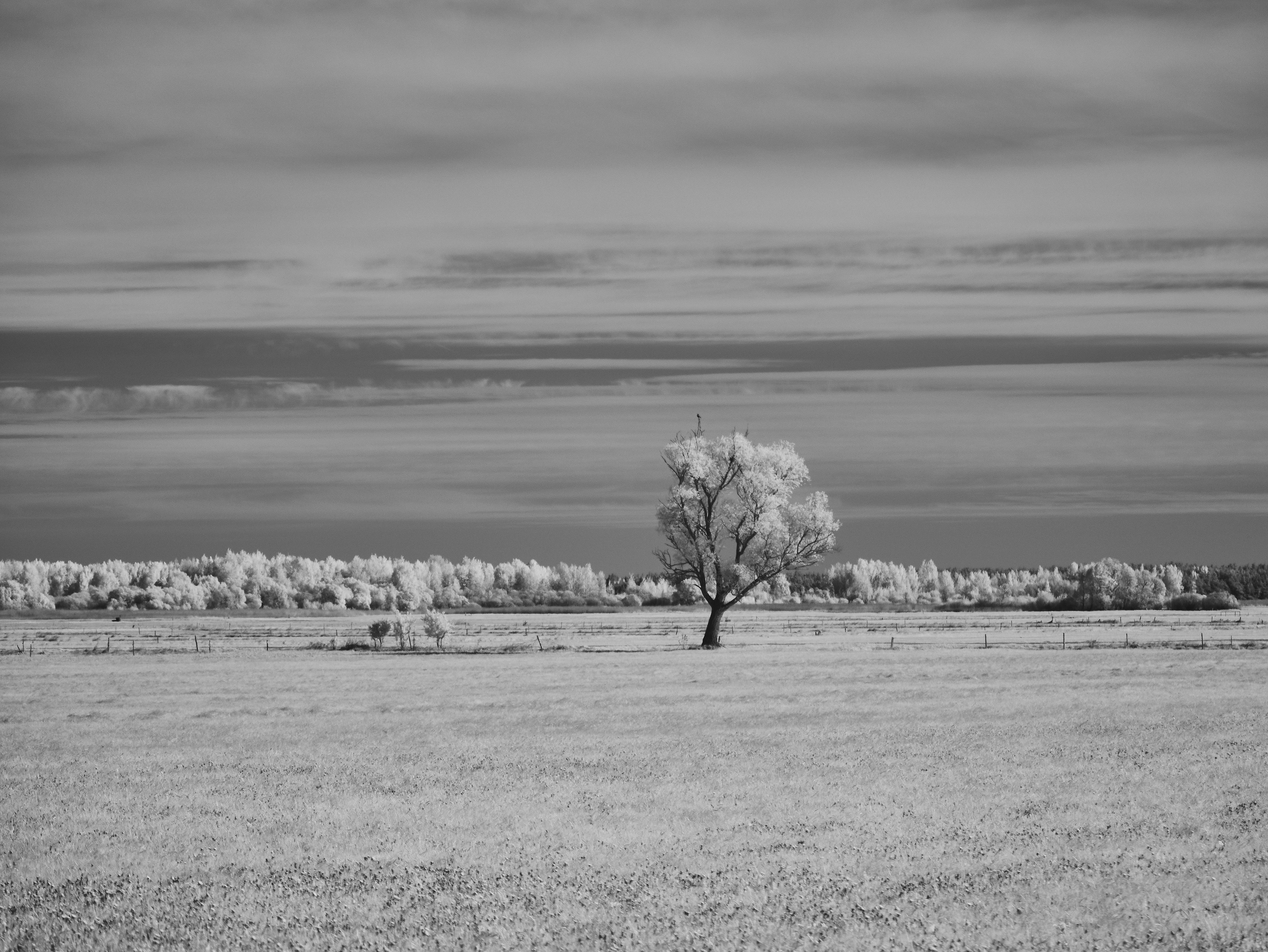 A solitary tree stands in a vast, open field.
