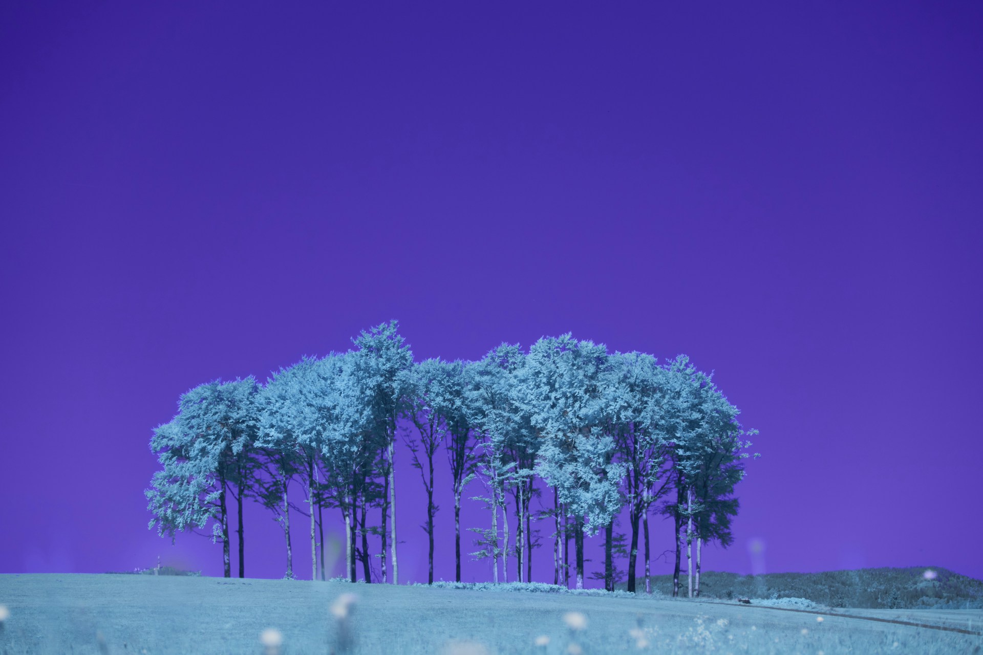 A cluster of trees against a vibrant purple sky.
