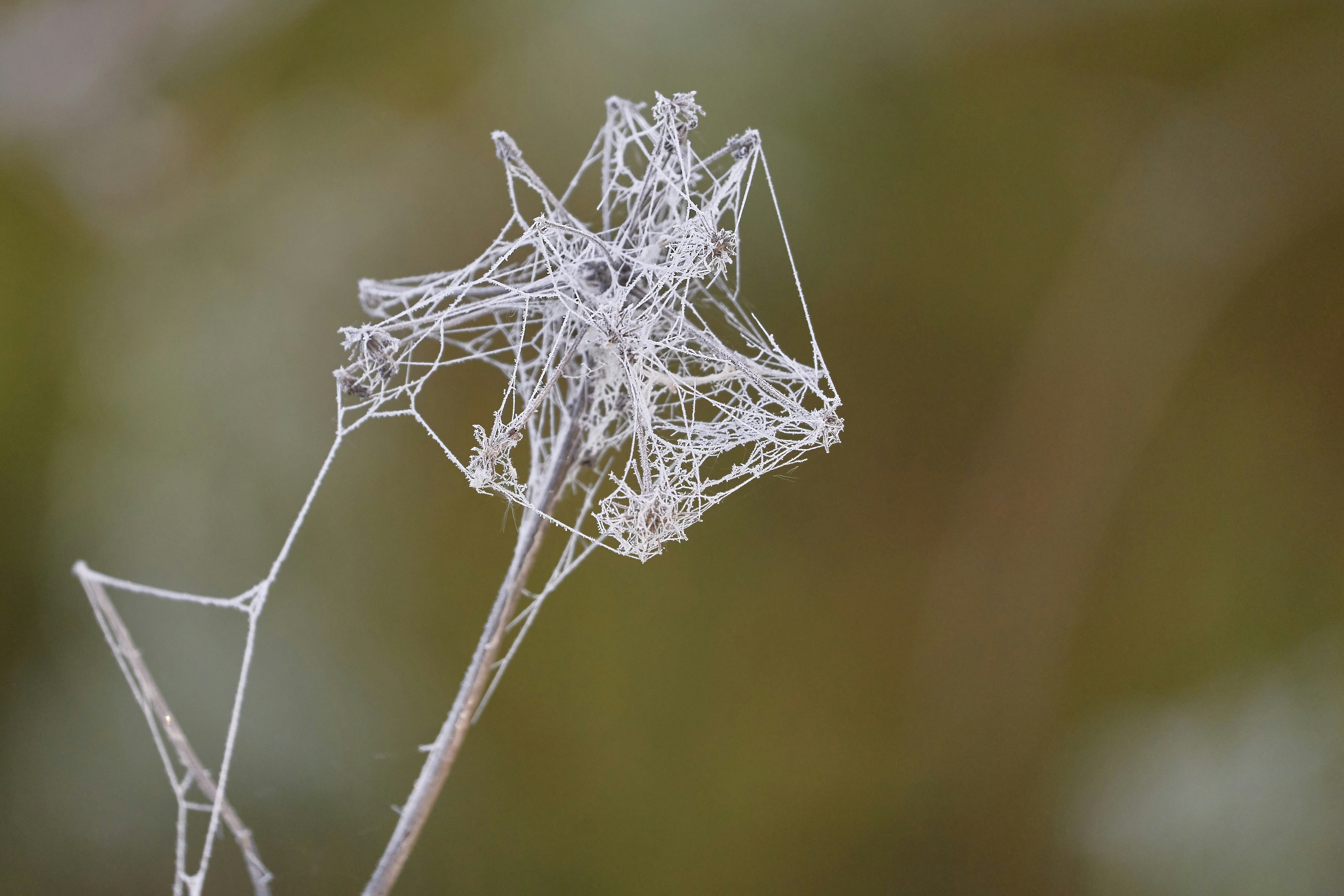 Photo by wolfgang_hasselmann