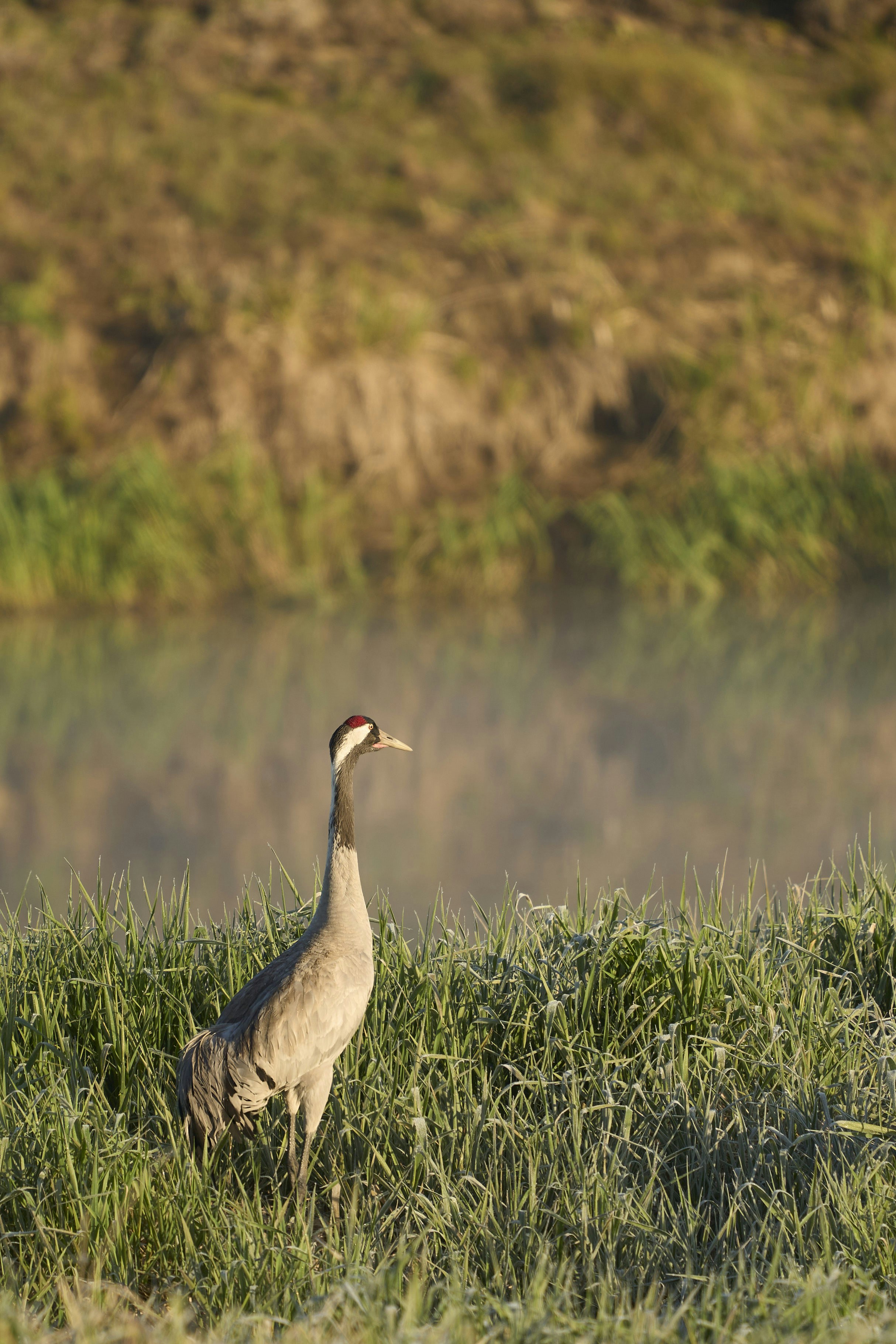 Photo by wolfgang_hasselmann