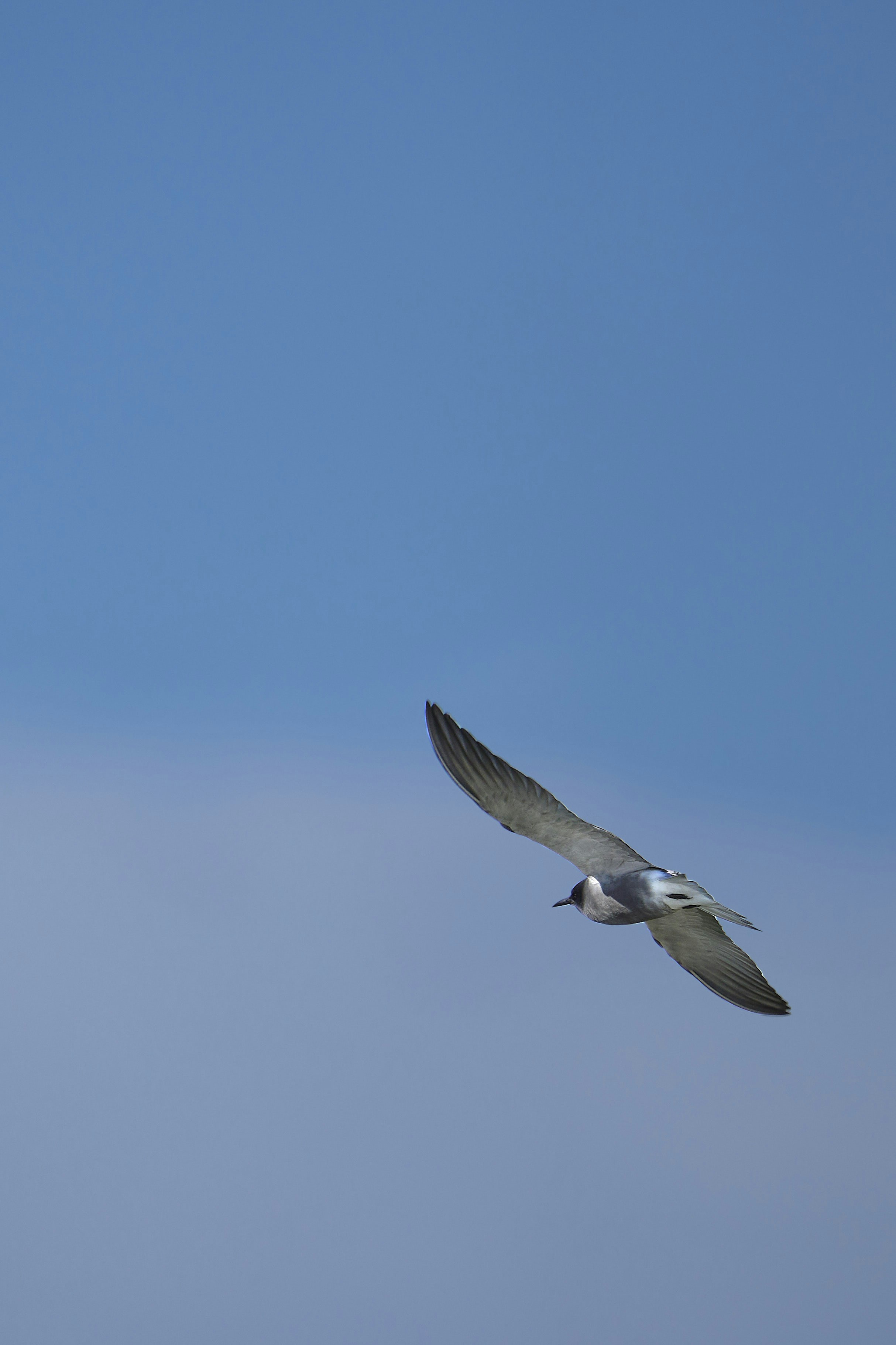 Photo by wolfgang_hasselmann