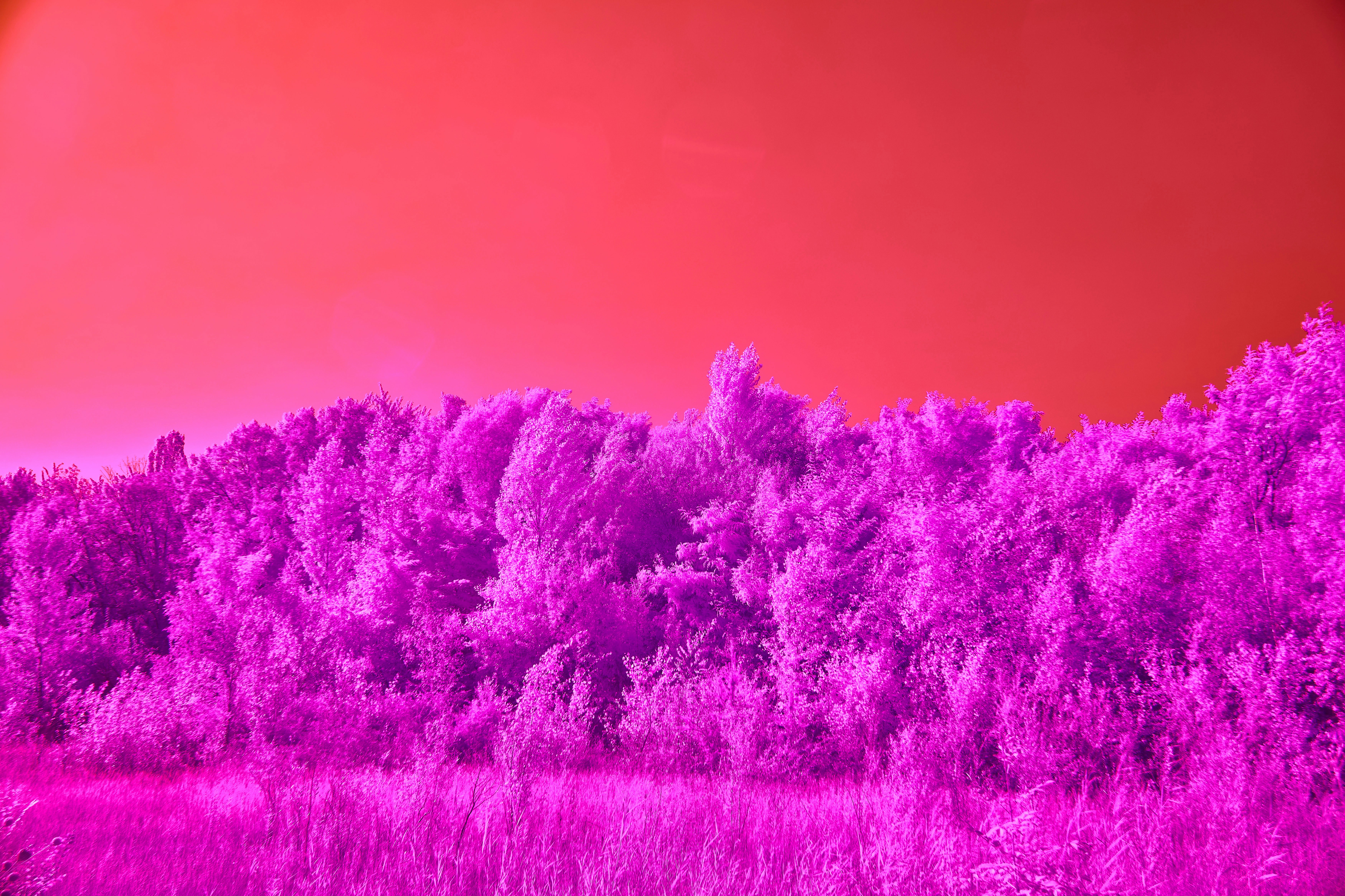 Vibrant pink forest under a red sky