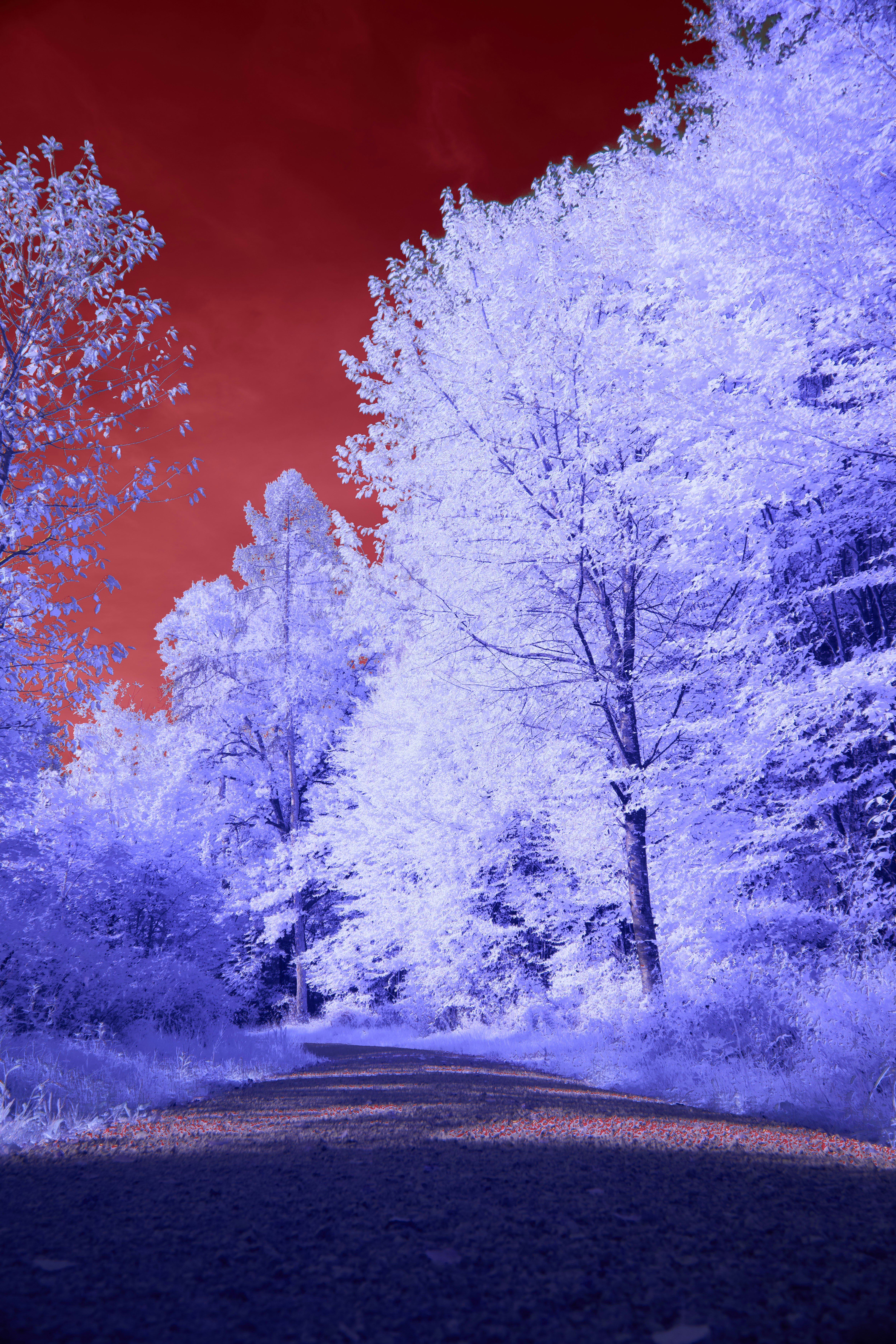 Photo by wolfgang_hasselmann